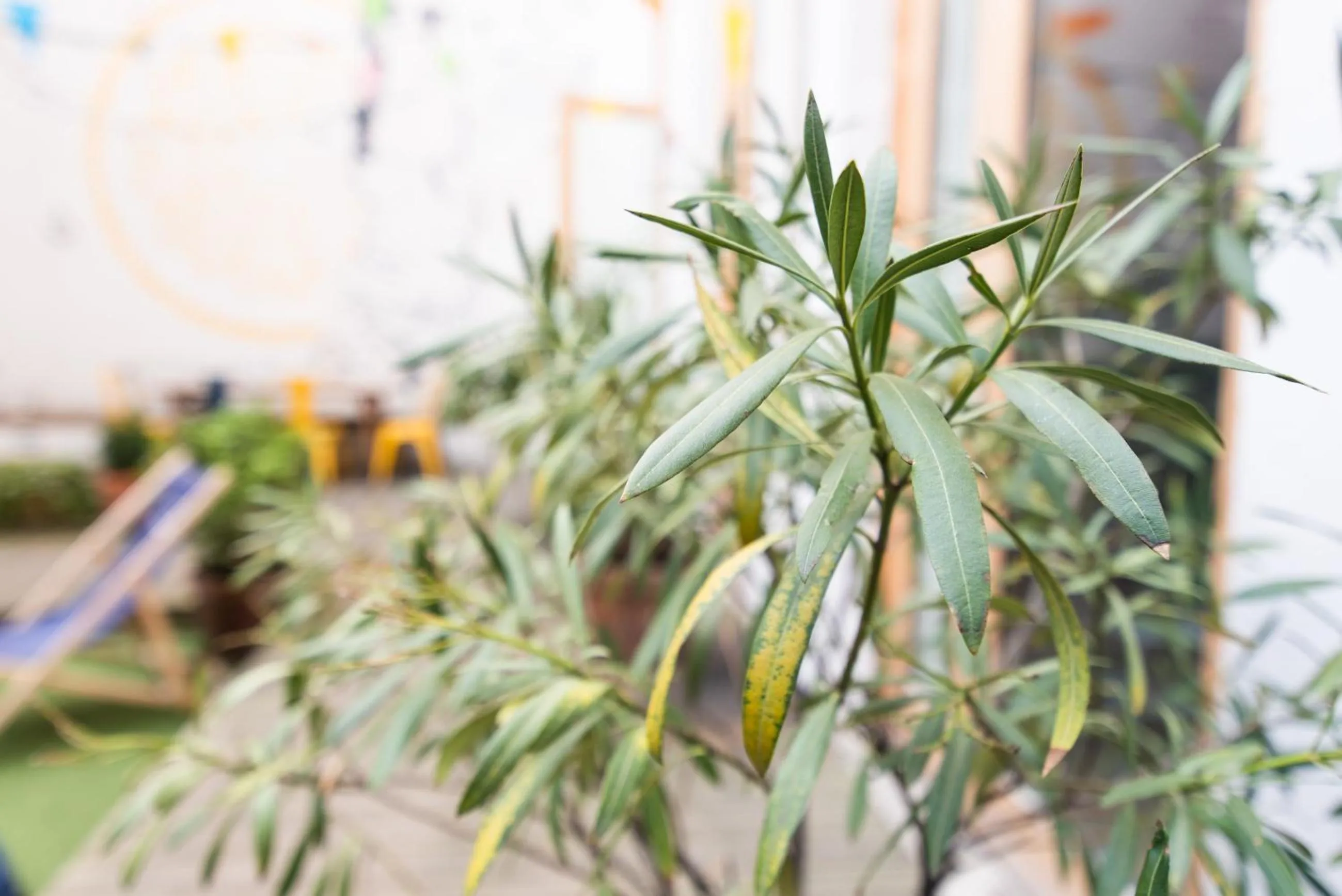 Spring in SLO Hostel Lyon Saxe