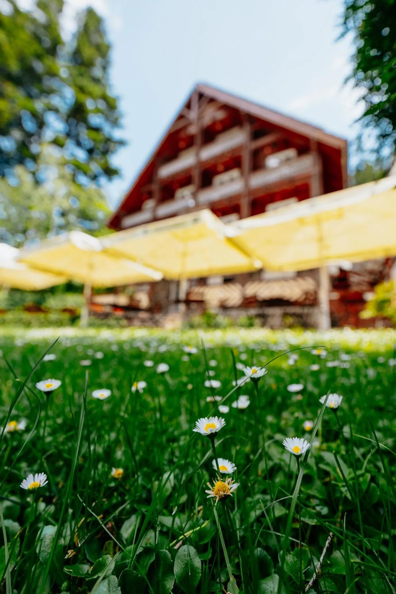 Property building in Pensiunea Vanatorul