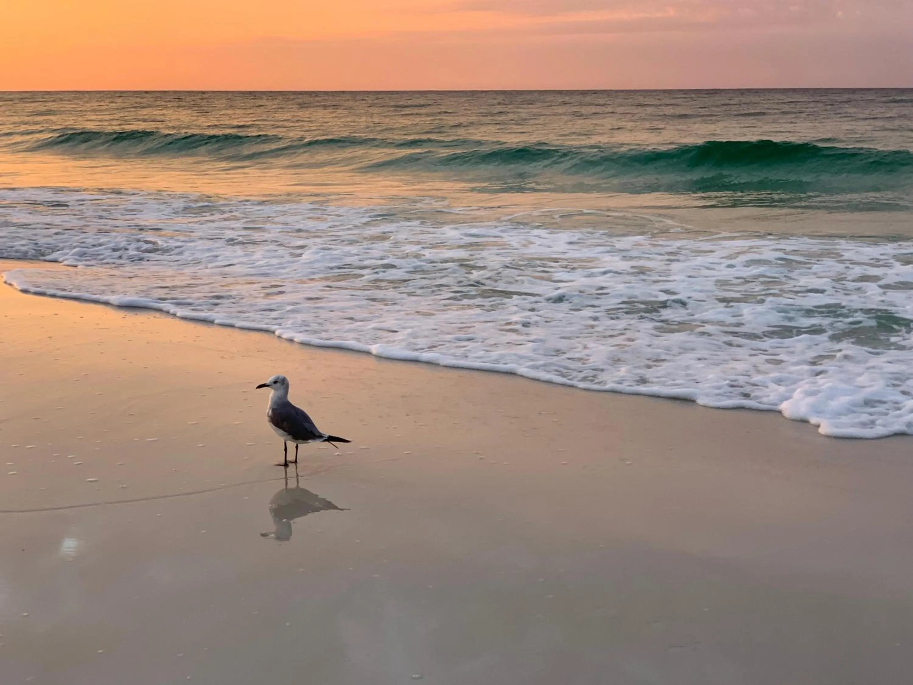 Nautilus 2710 Gulf View 7th Flr 2 BR 2 BA