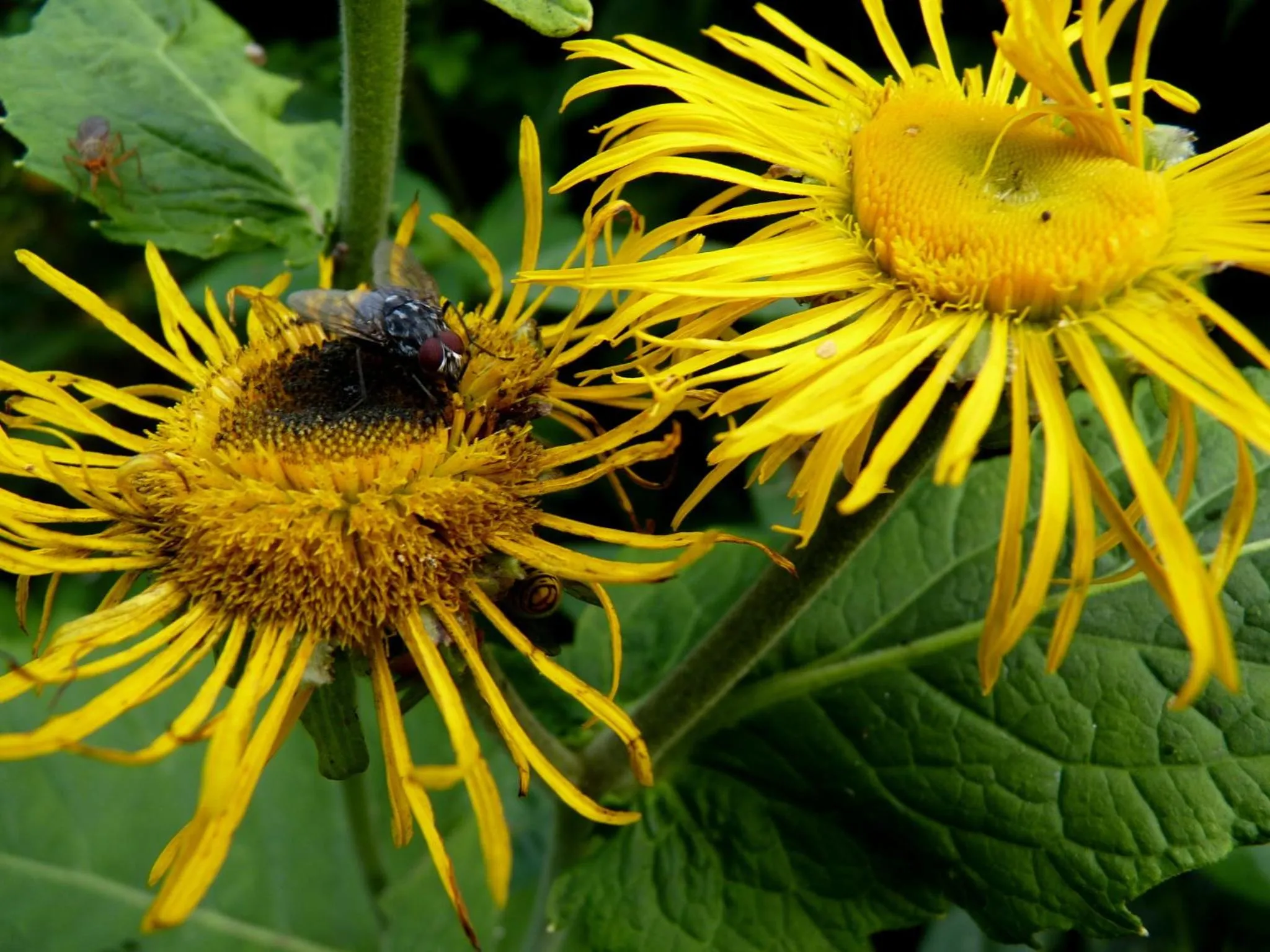 Garden in Selatuinen