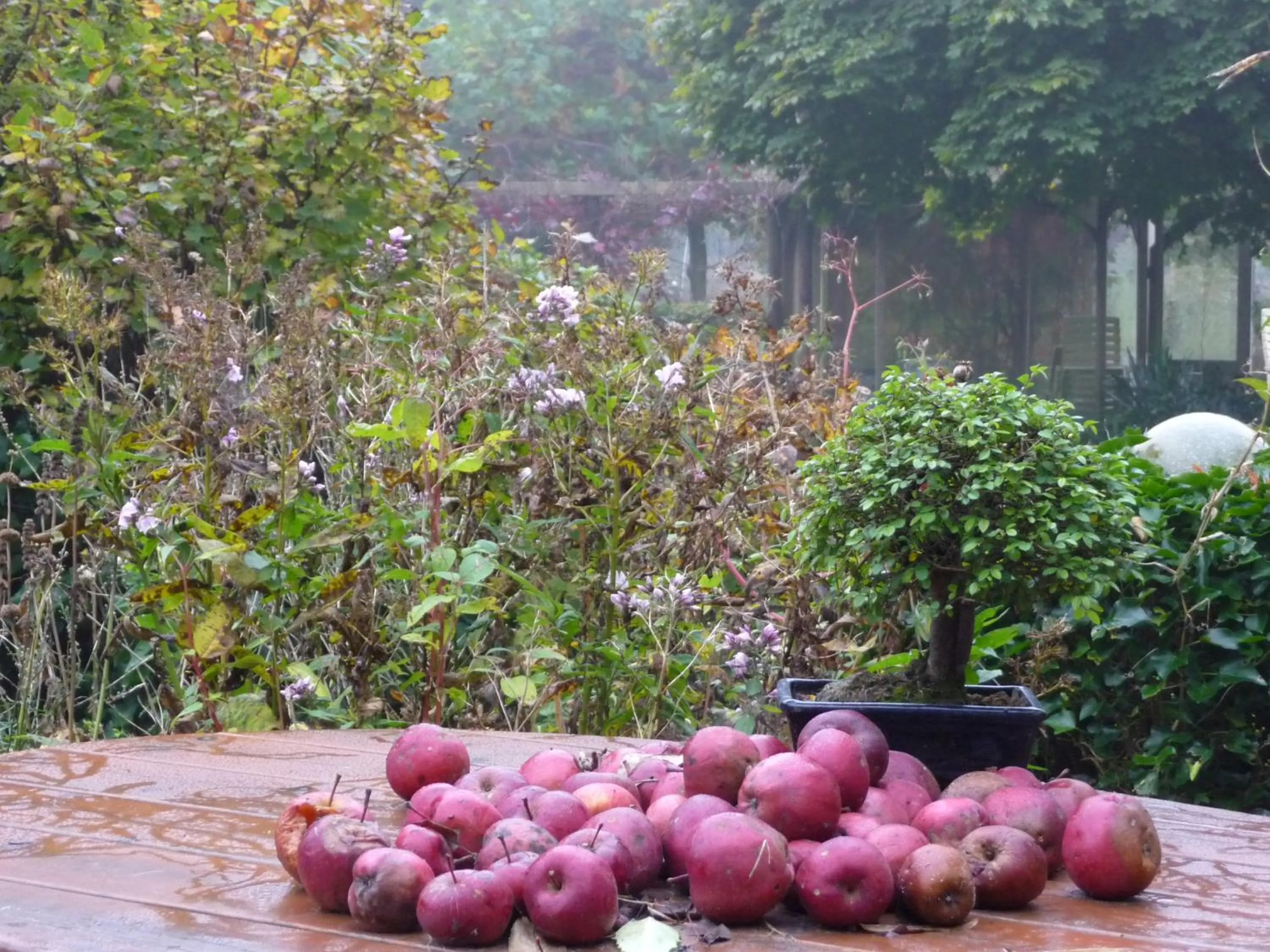 Garden in Selatuinen