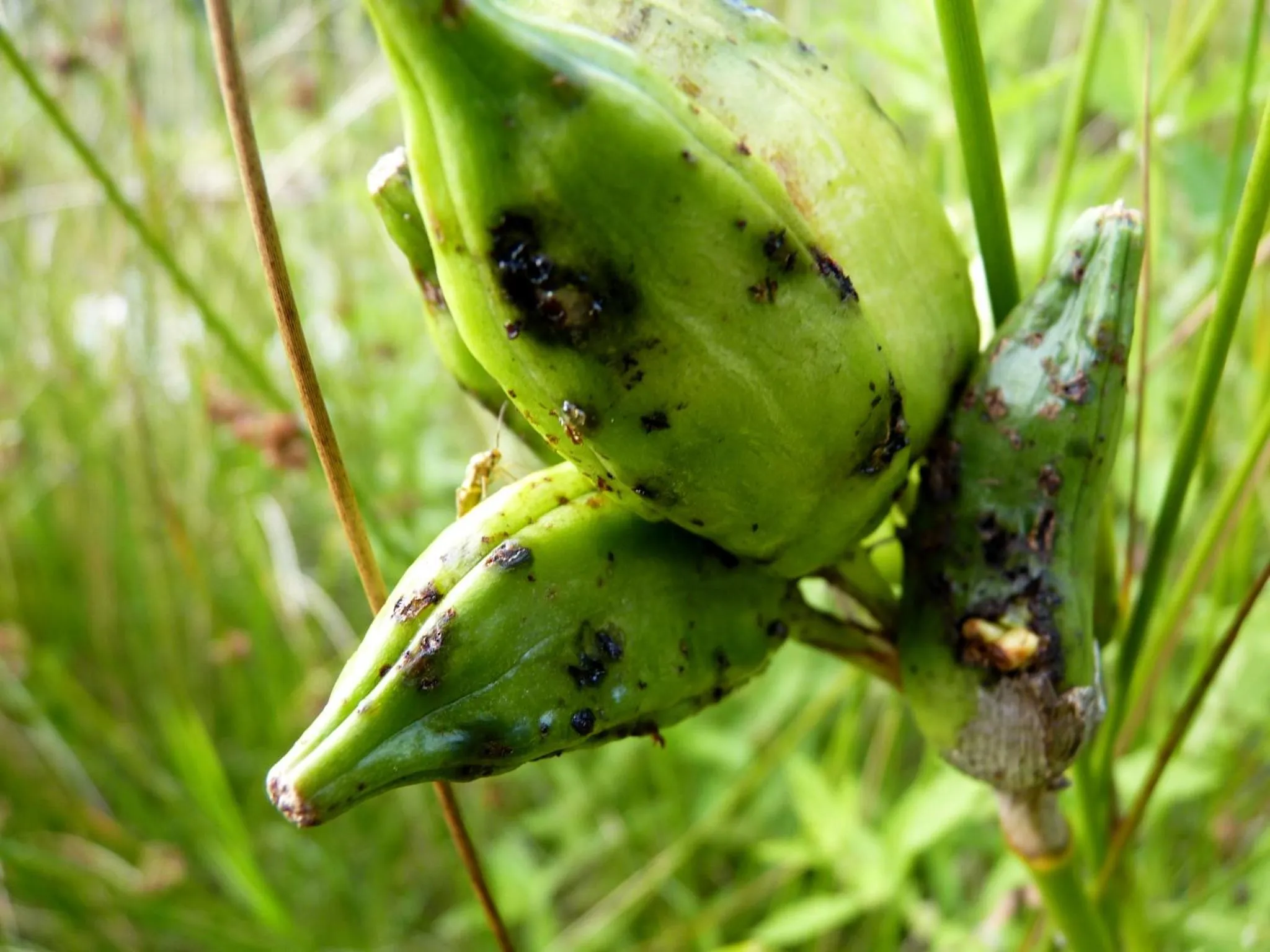 Garden in Selatuinen