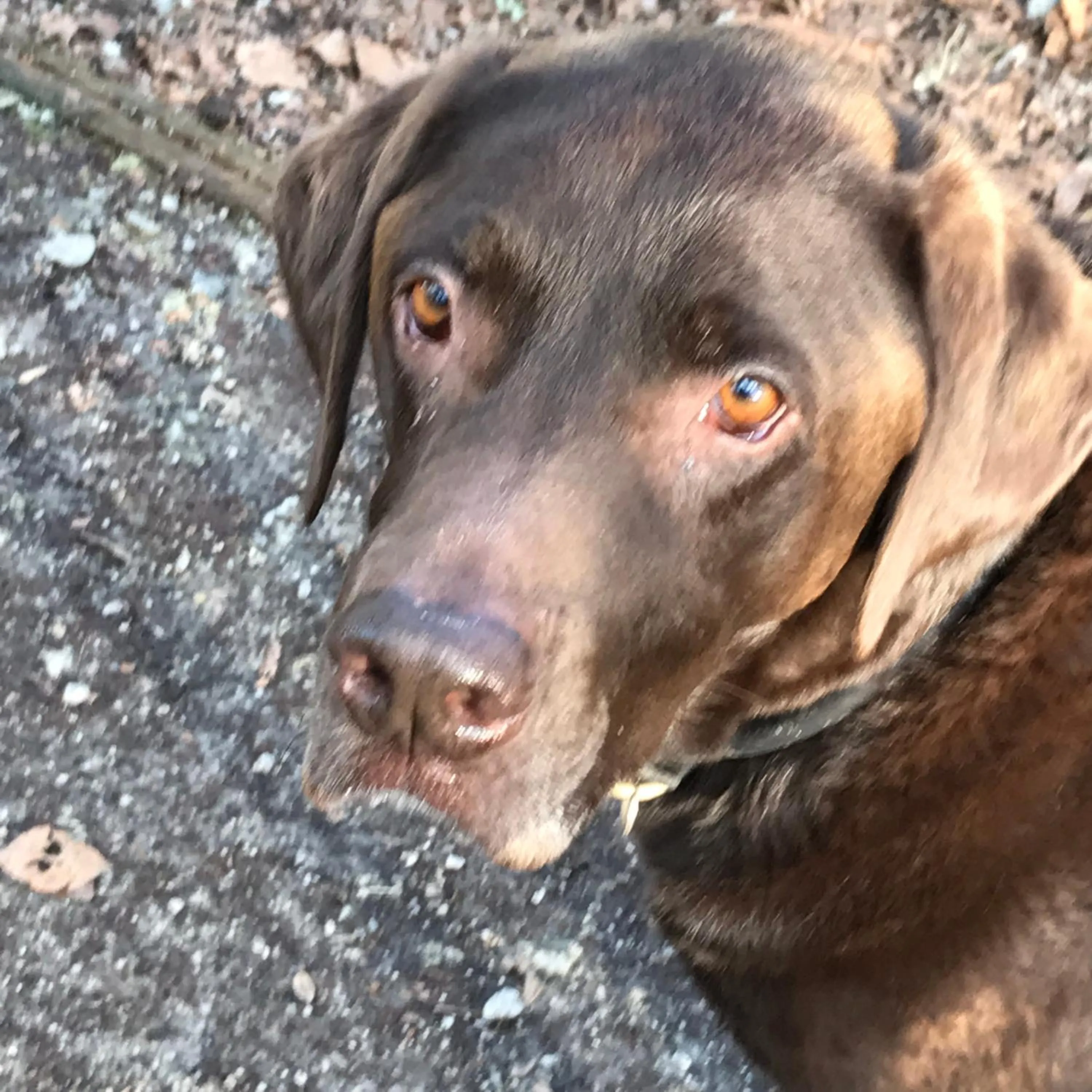 Pets in Sunrise Guest House