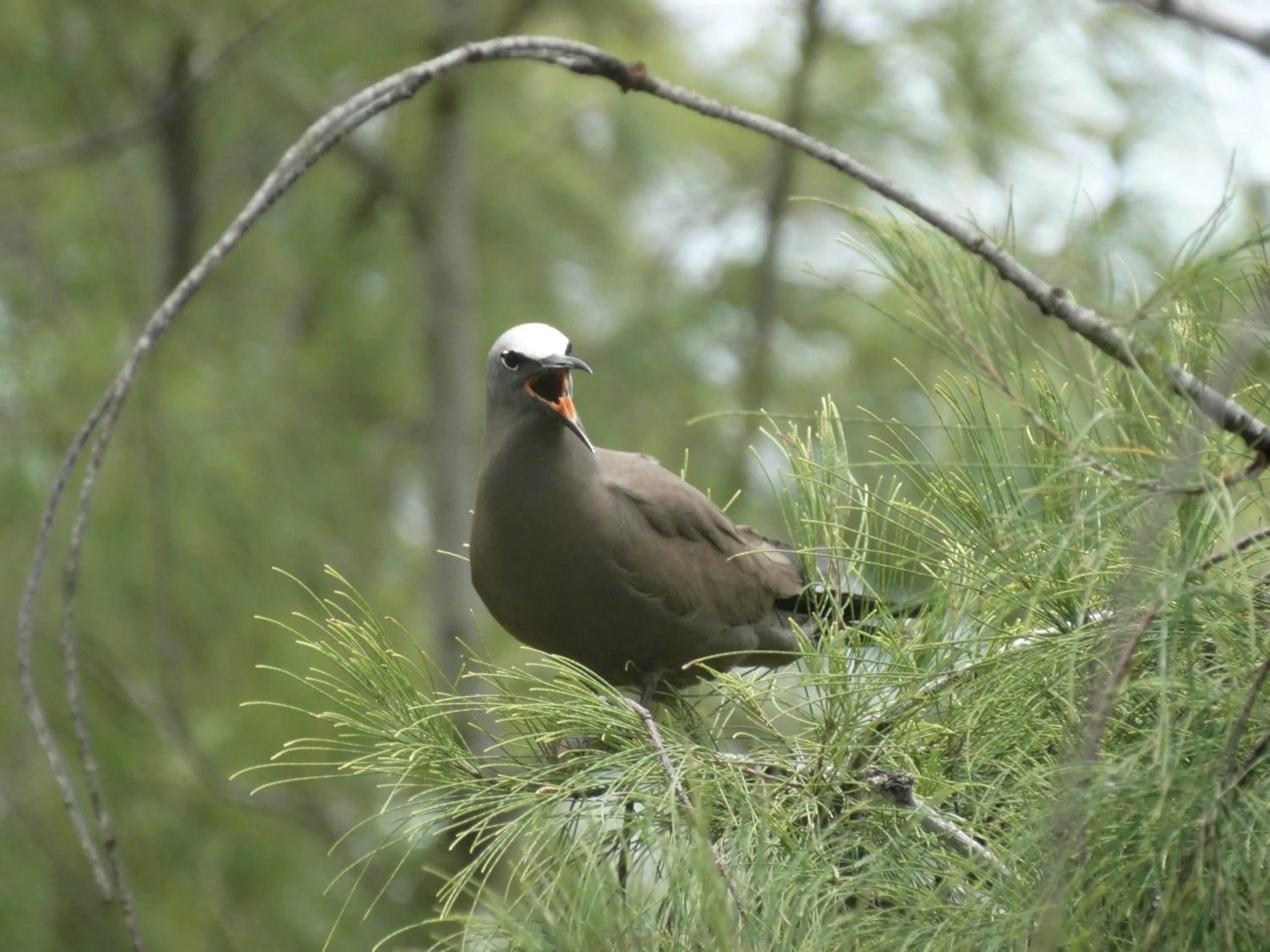 Animals in Rêve des Îles Guesthouse
