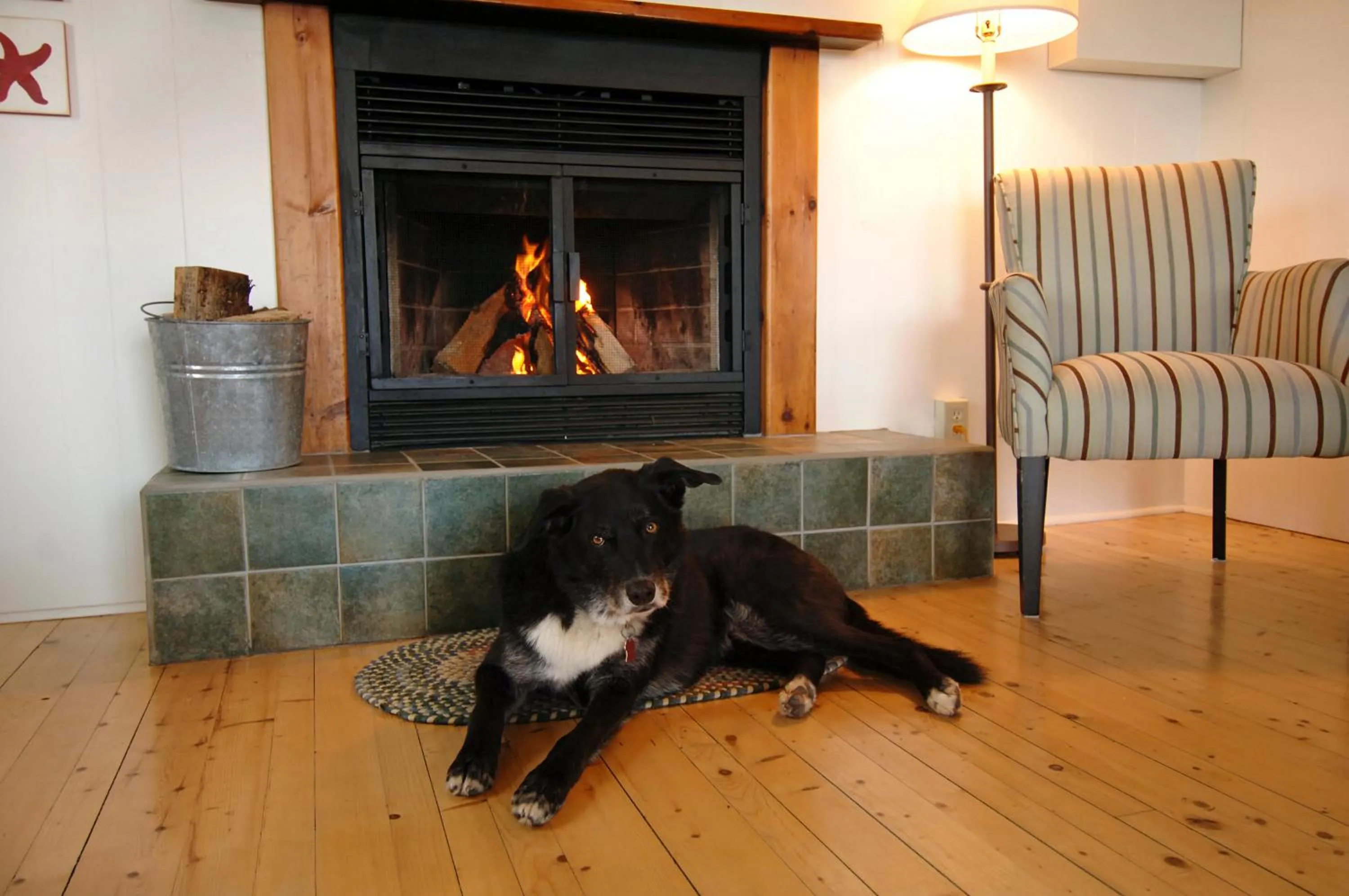 Pets in White Point Beach Resort