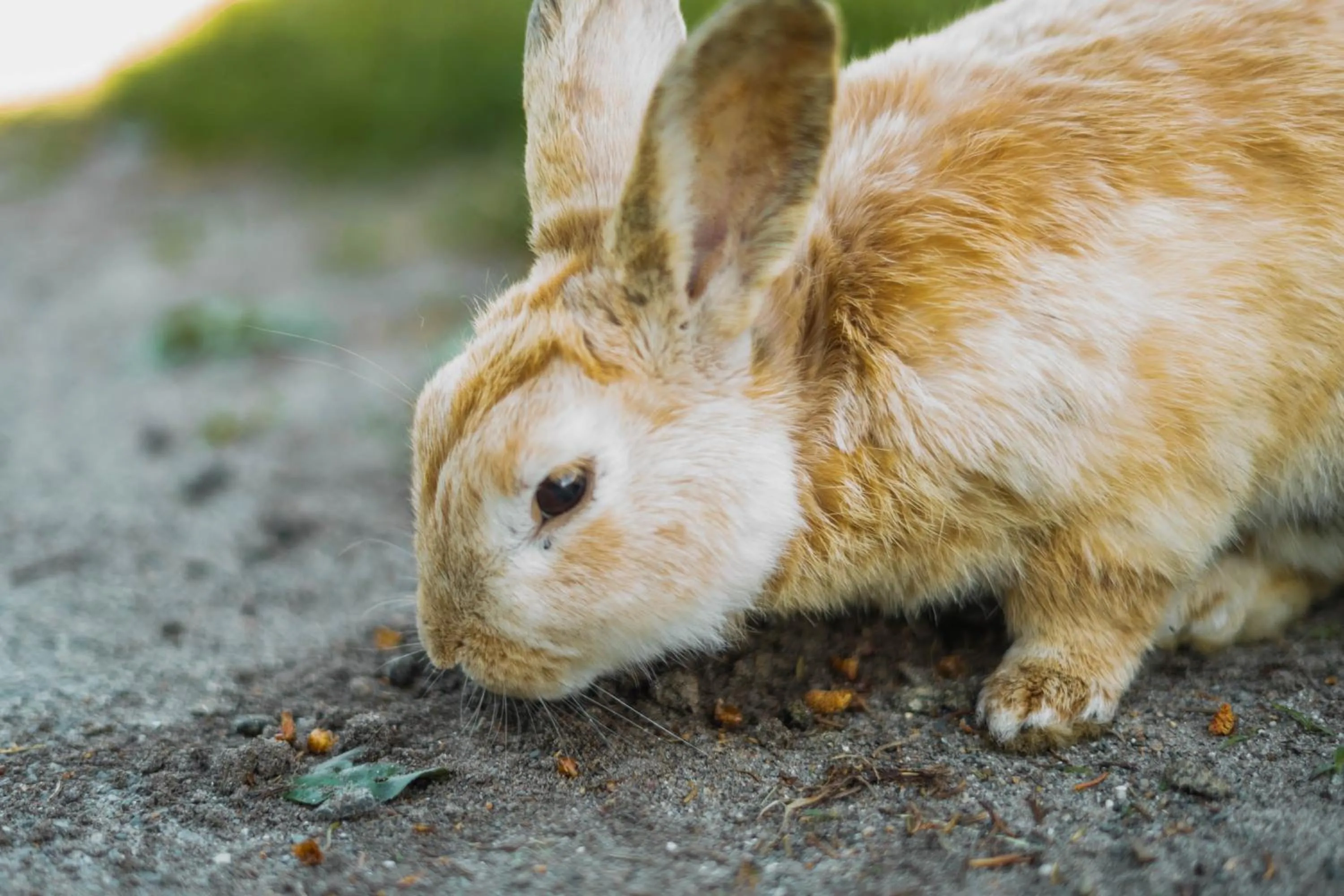 Animals in White Point Beach Resort