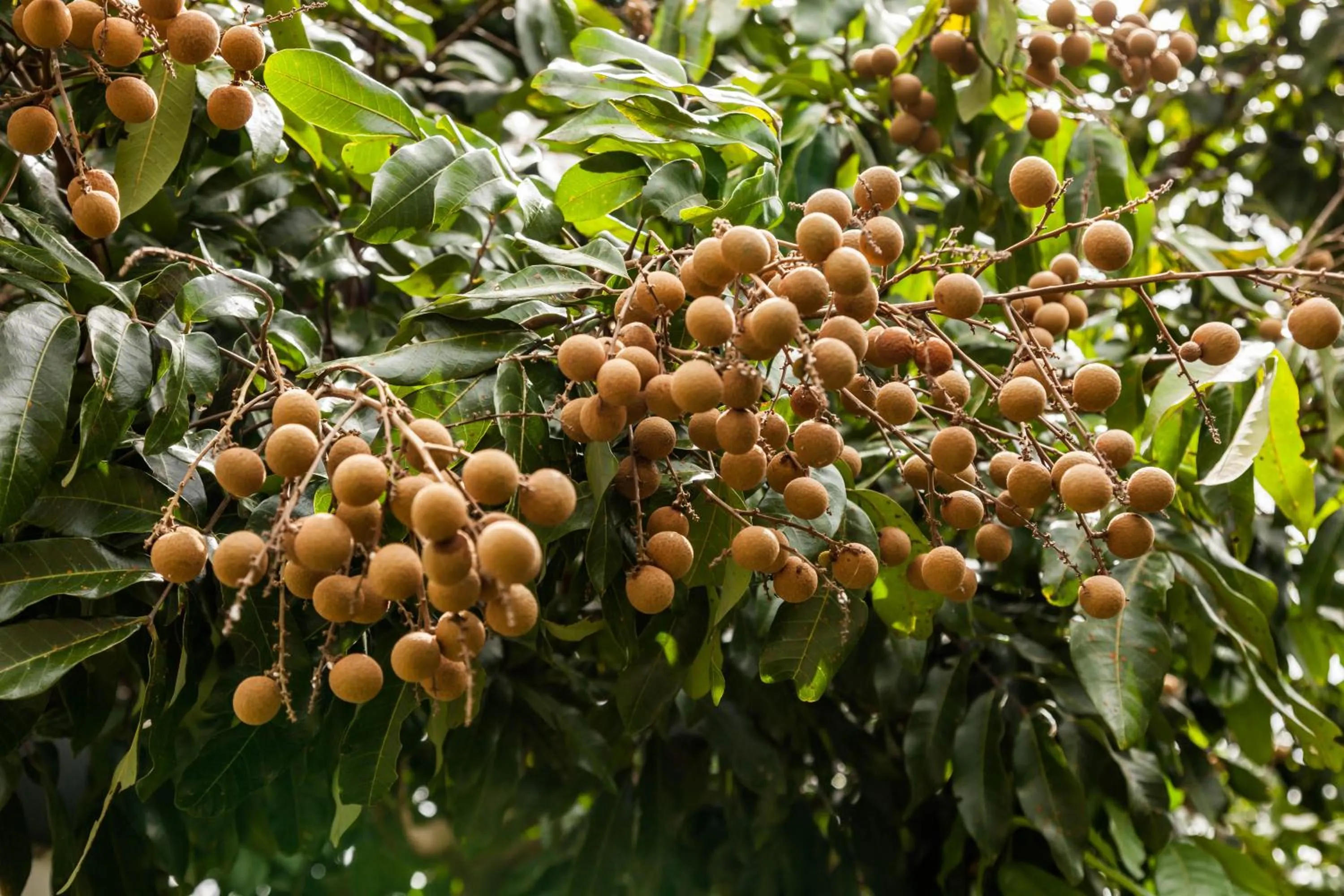 Garden in Countryside B&B