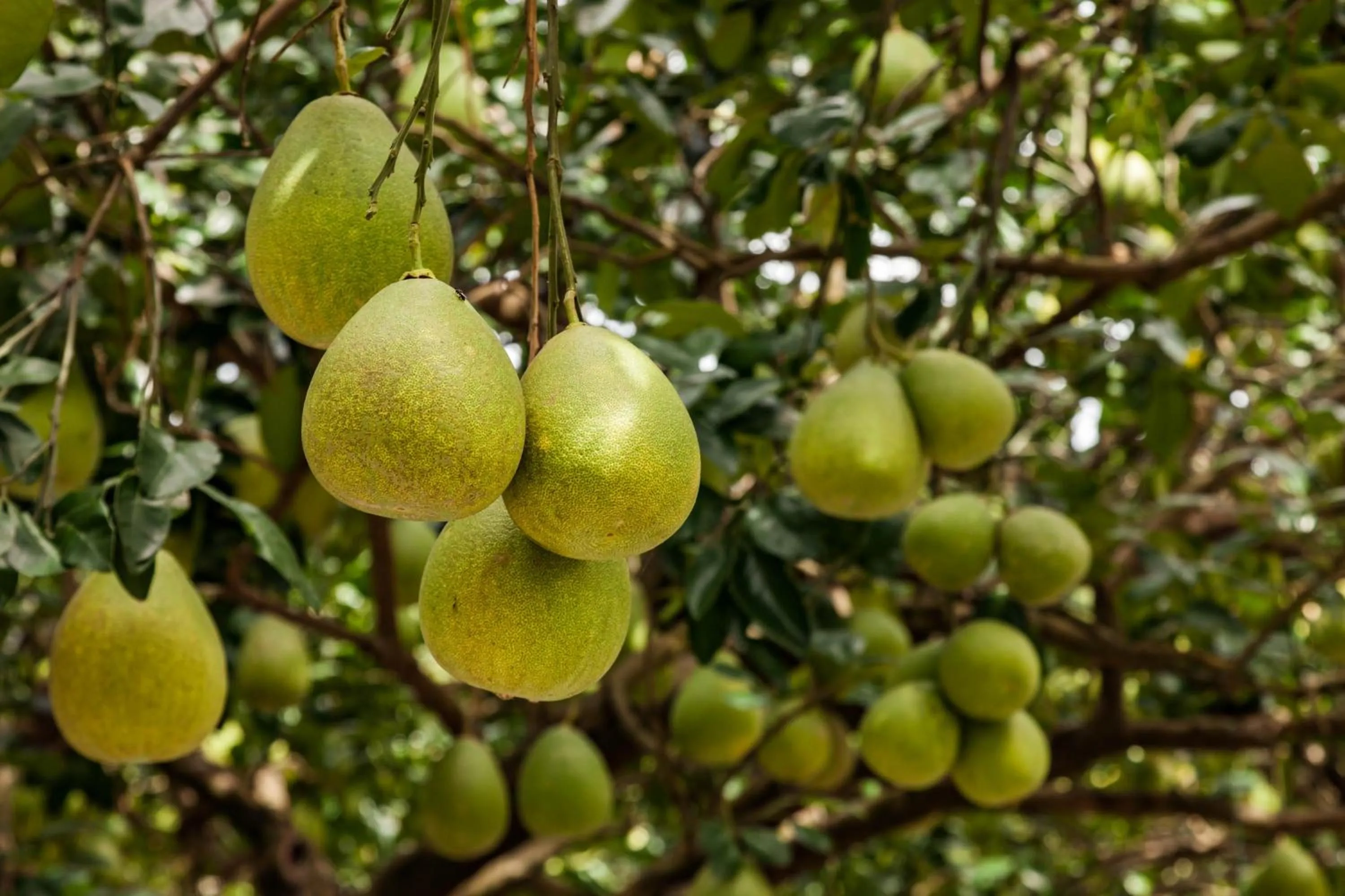 Garden in Countryside B&B