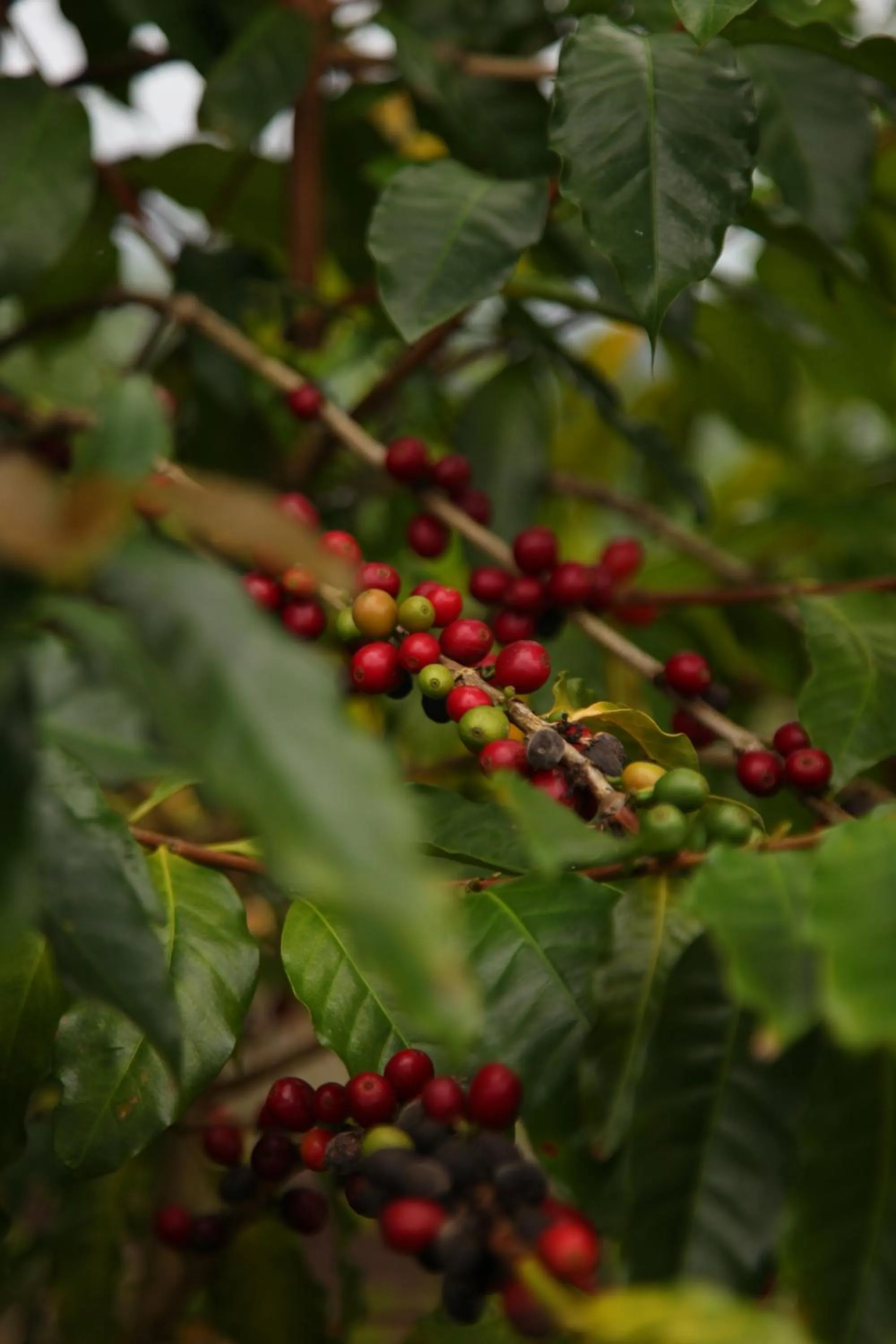 Garden in Countryside B&B