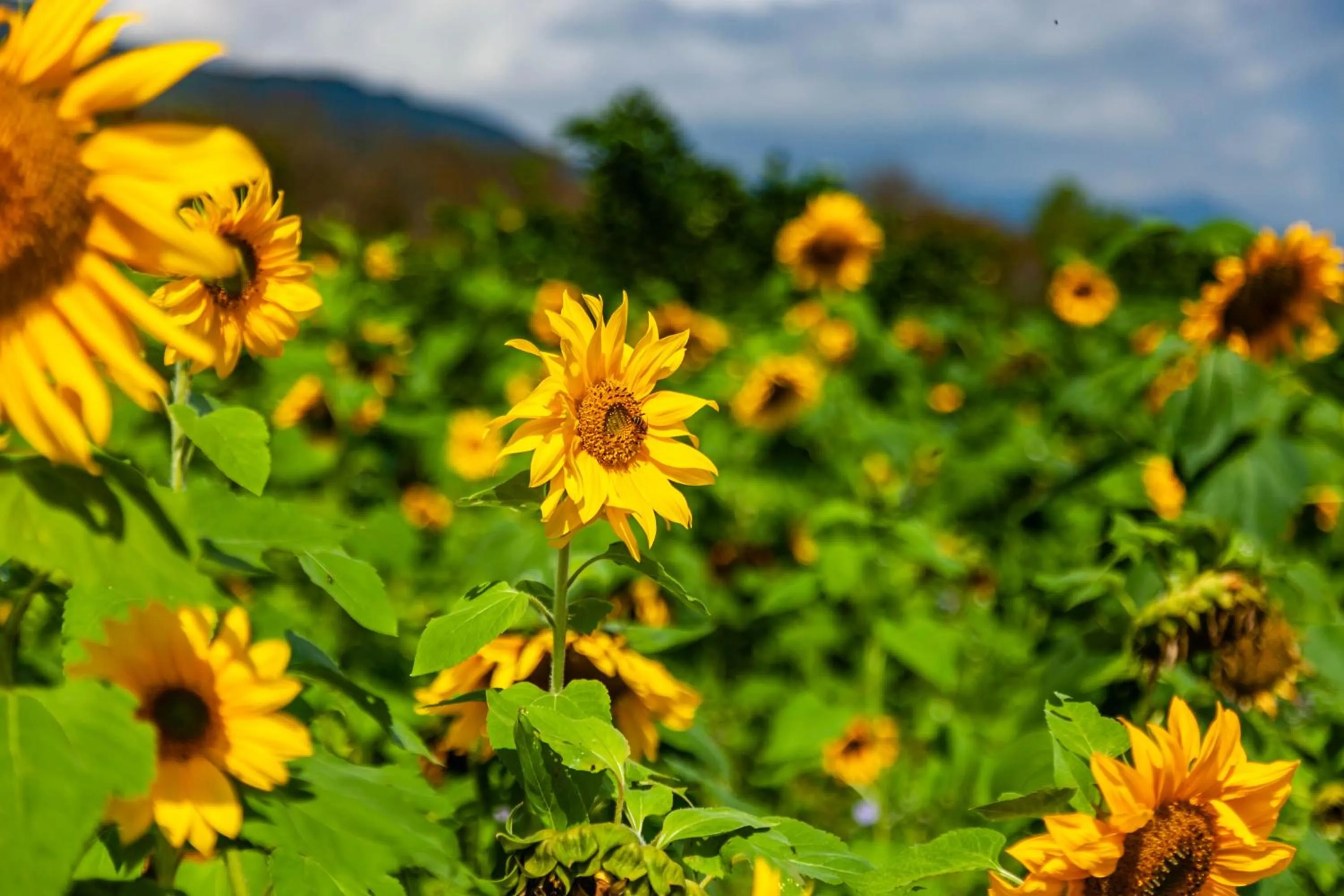 Natural landscape in Countryside B&B