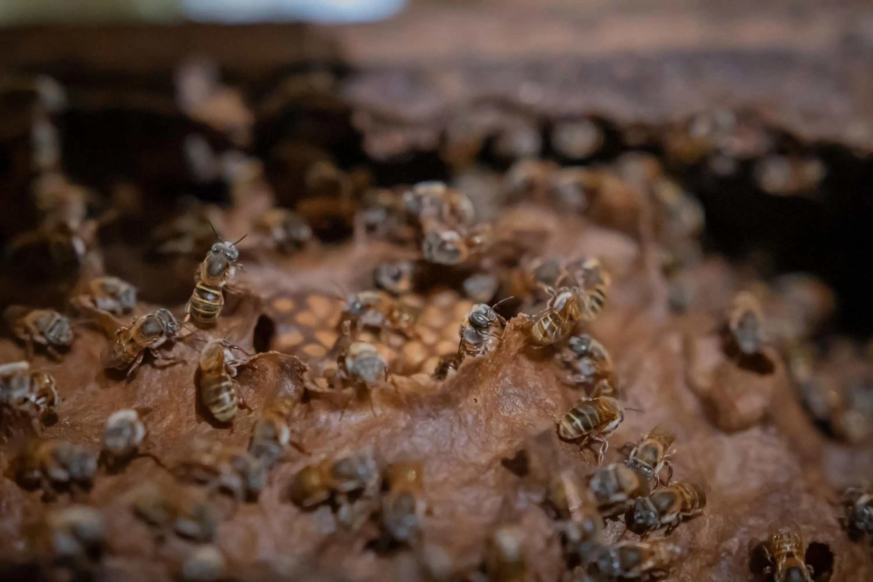 Activities in Viatura Hacienda Xtojil, Yucatan, Merida, with Optional All Inclusive