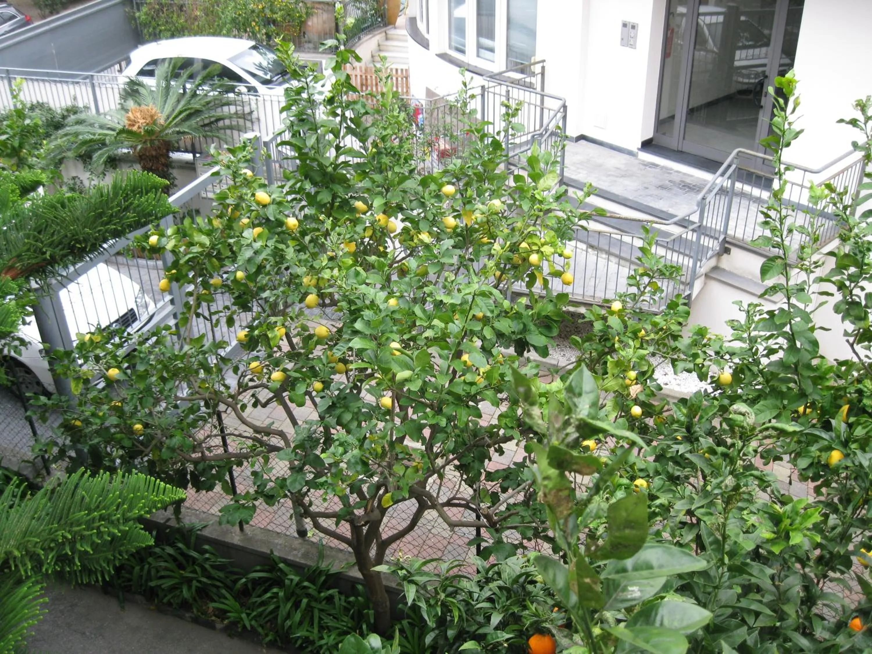 Garden view in Hotel Acqua Marina