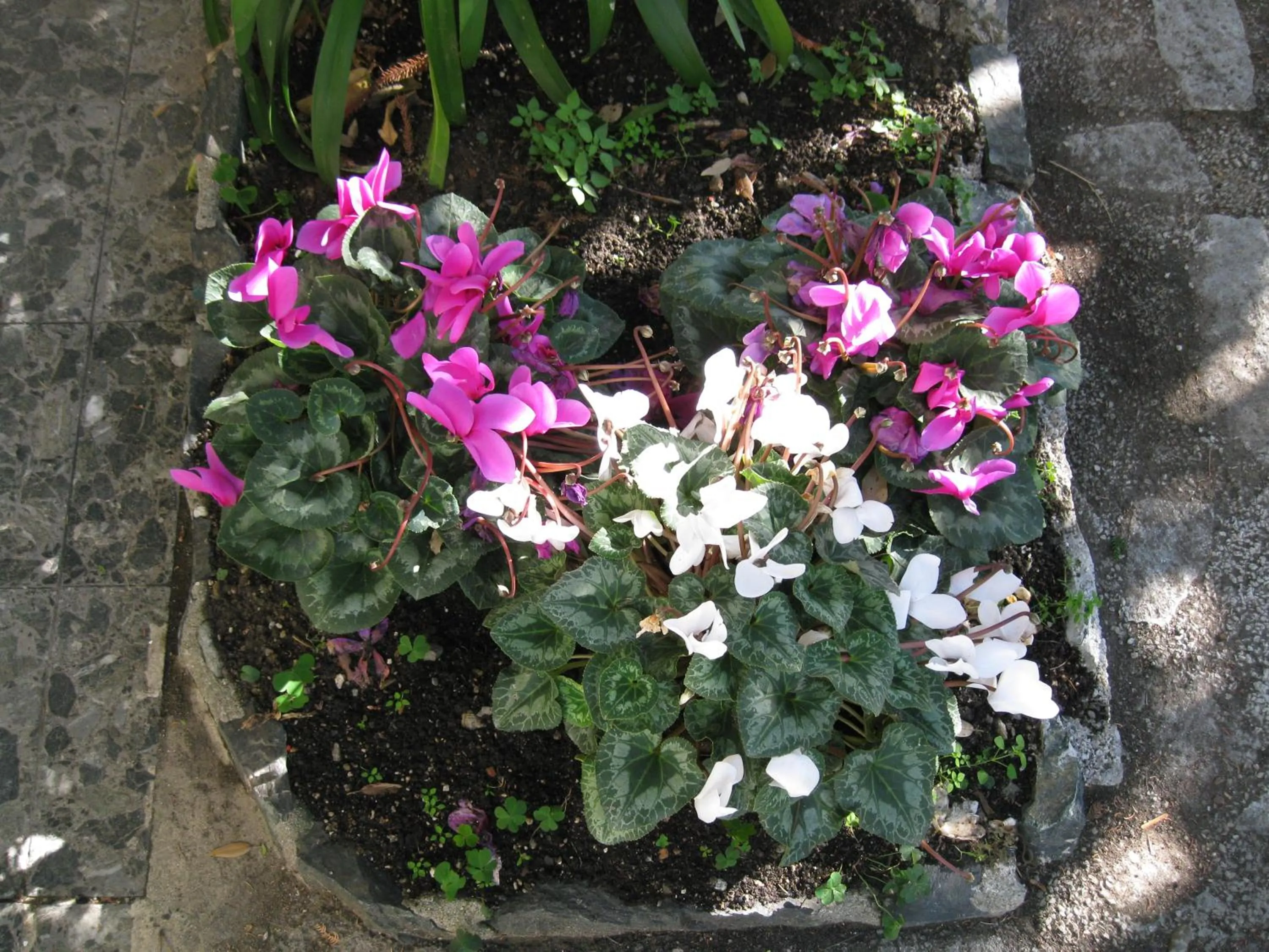 Garden view in Hotel Acqua Marina