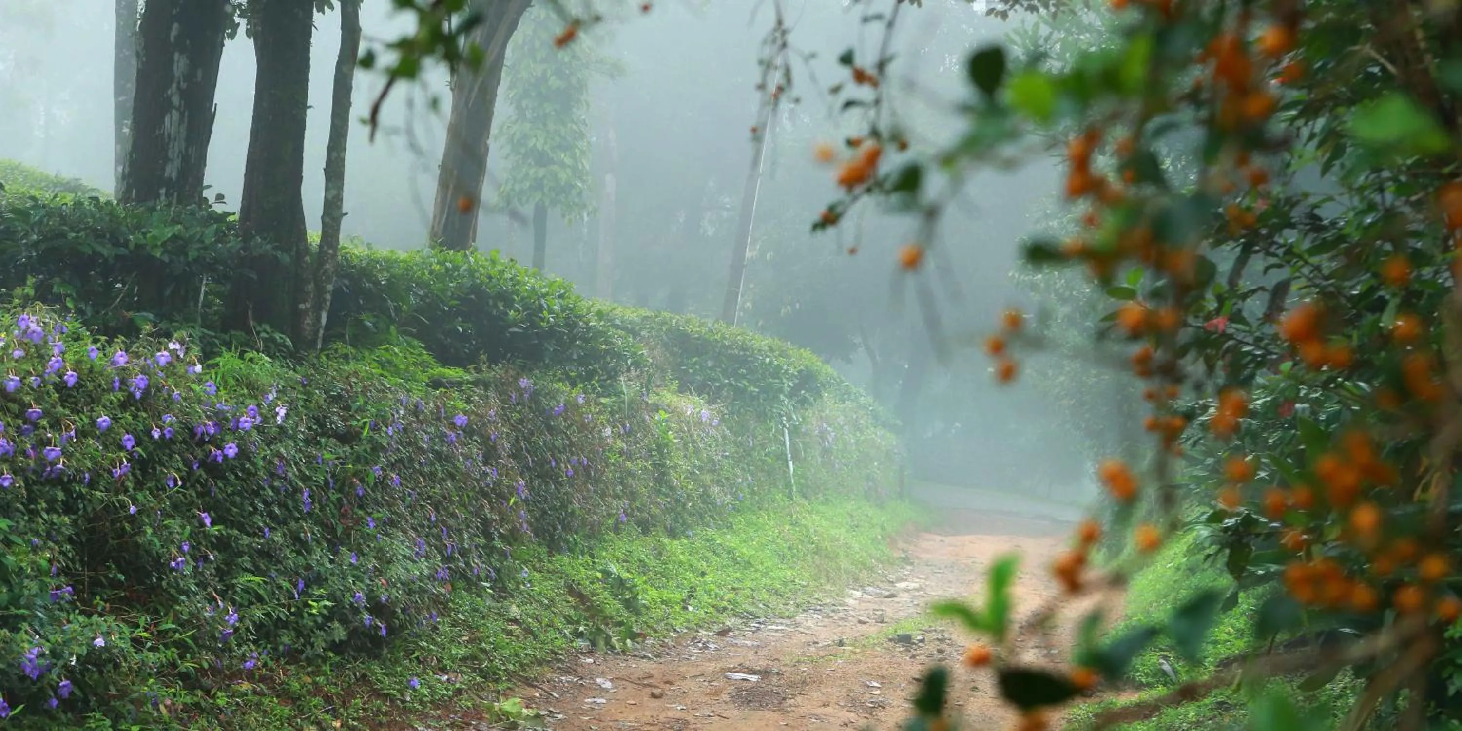 Natural landscape in Misty Mountain Experience