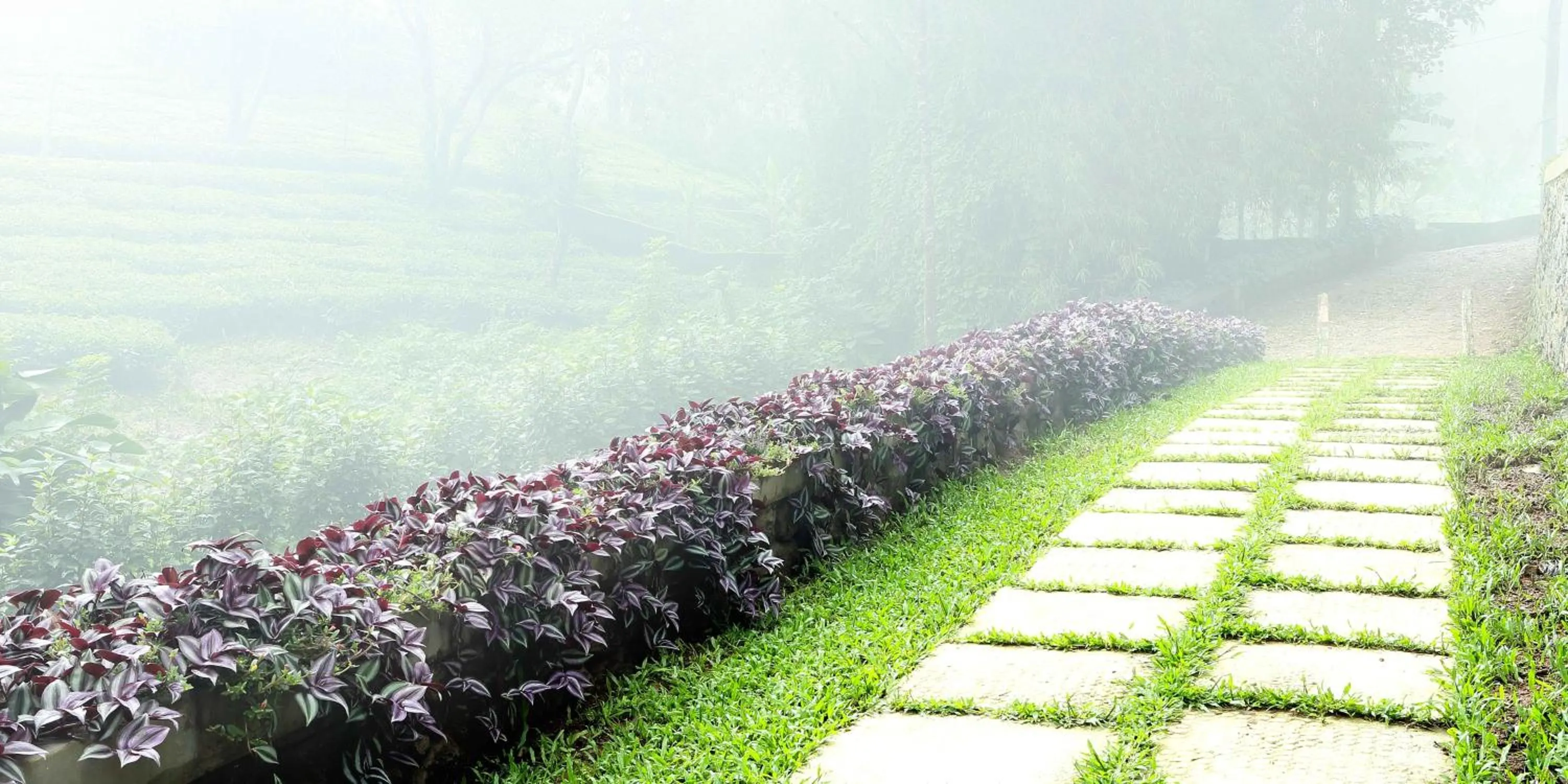 Garden in Misty Mountain Experience