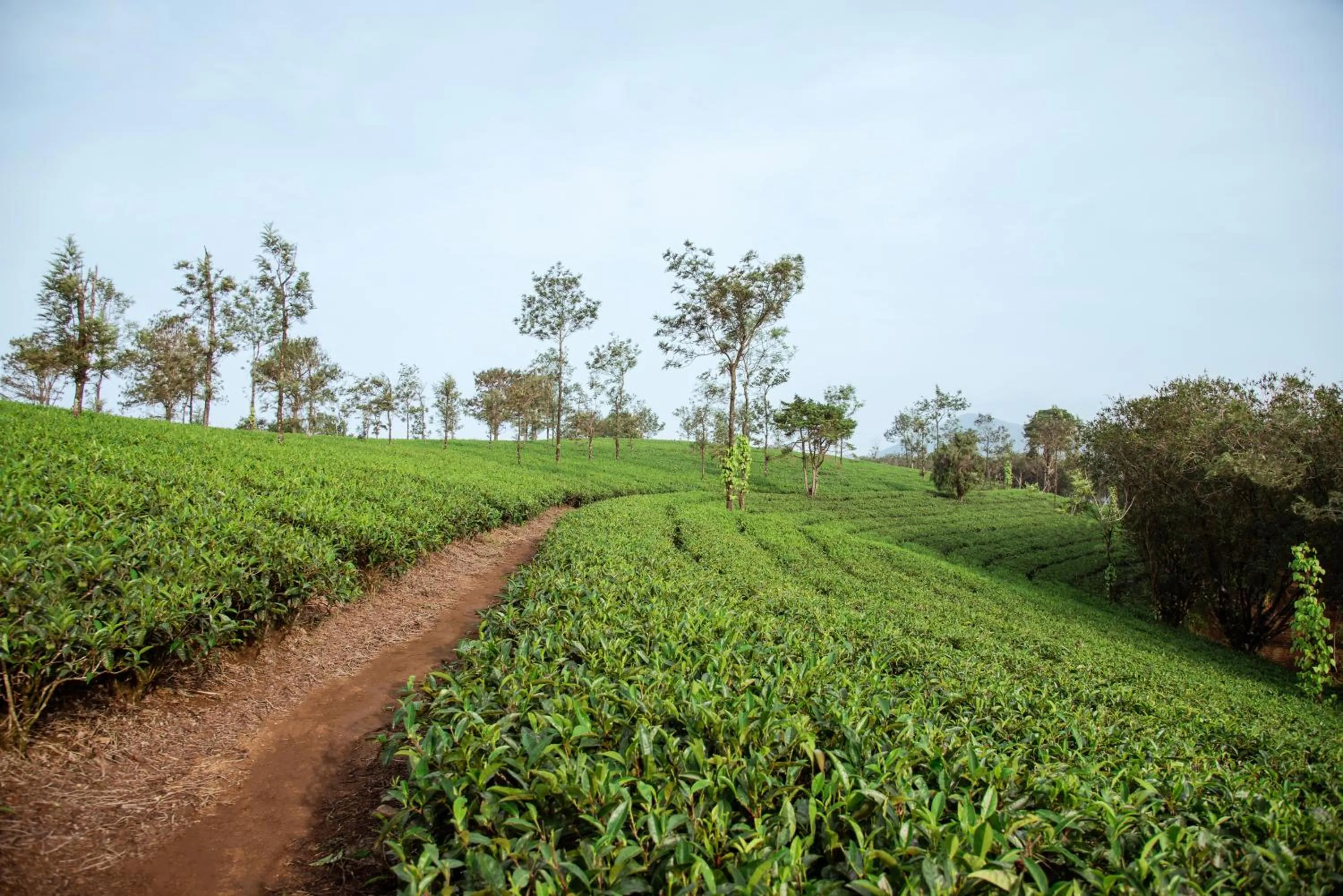 Natural landscape in Misty Mountain Experience