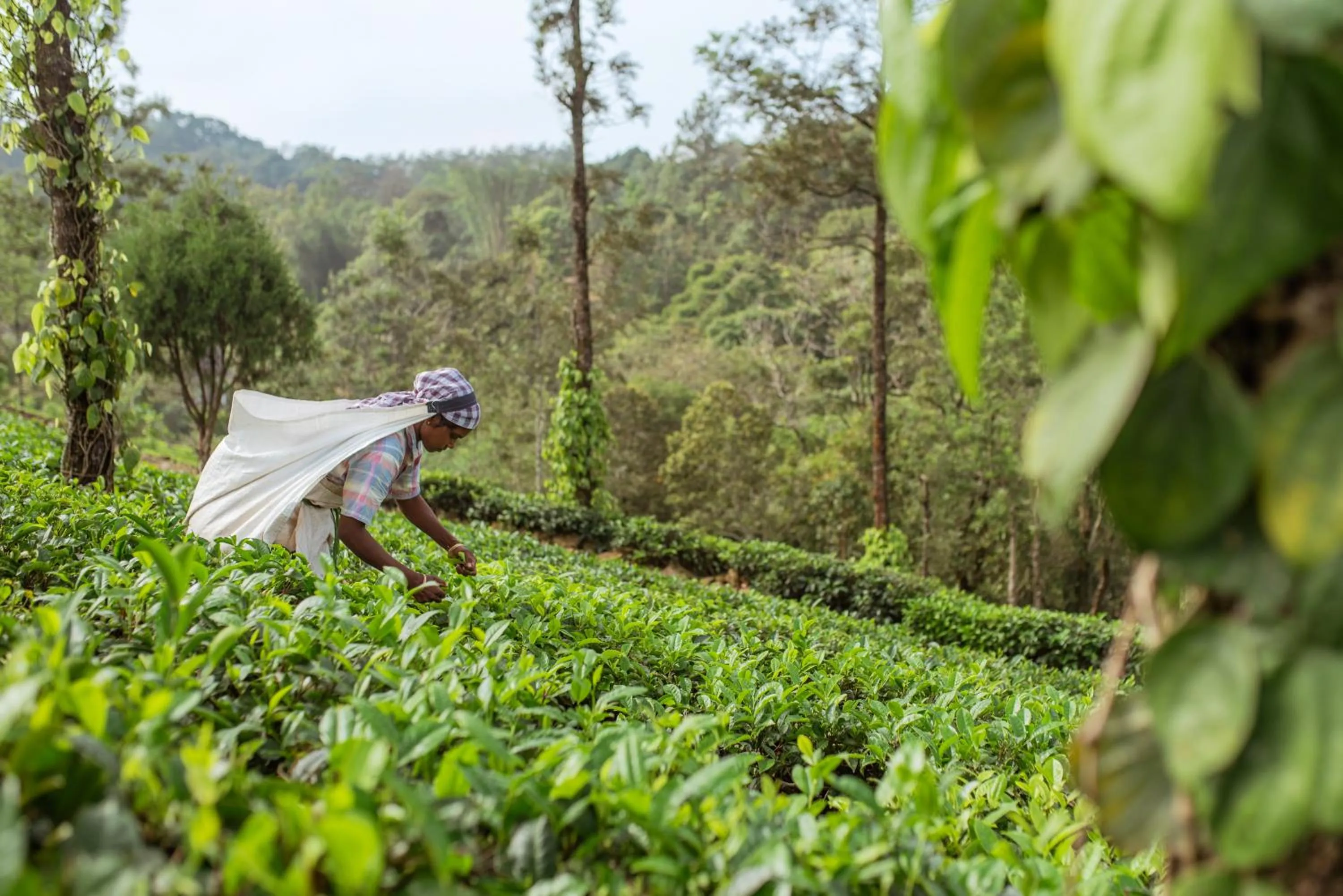 Activities in Misty Mountain Experience