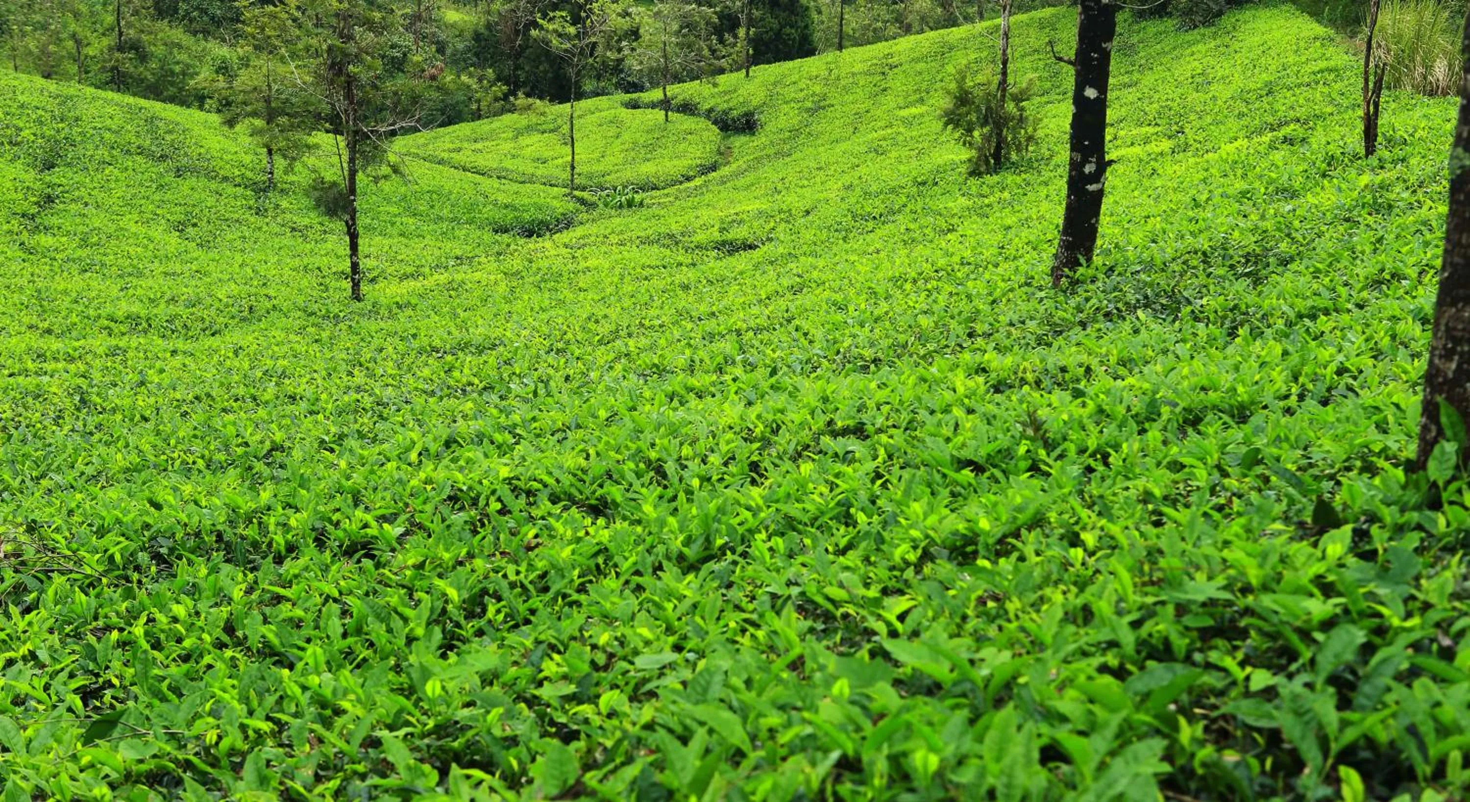 Natural landscape in Misty Mountain Experience