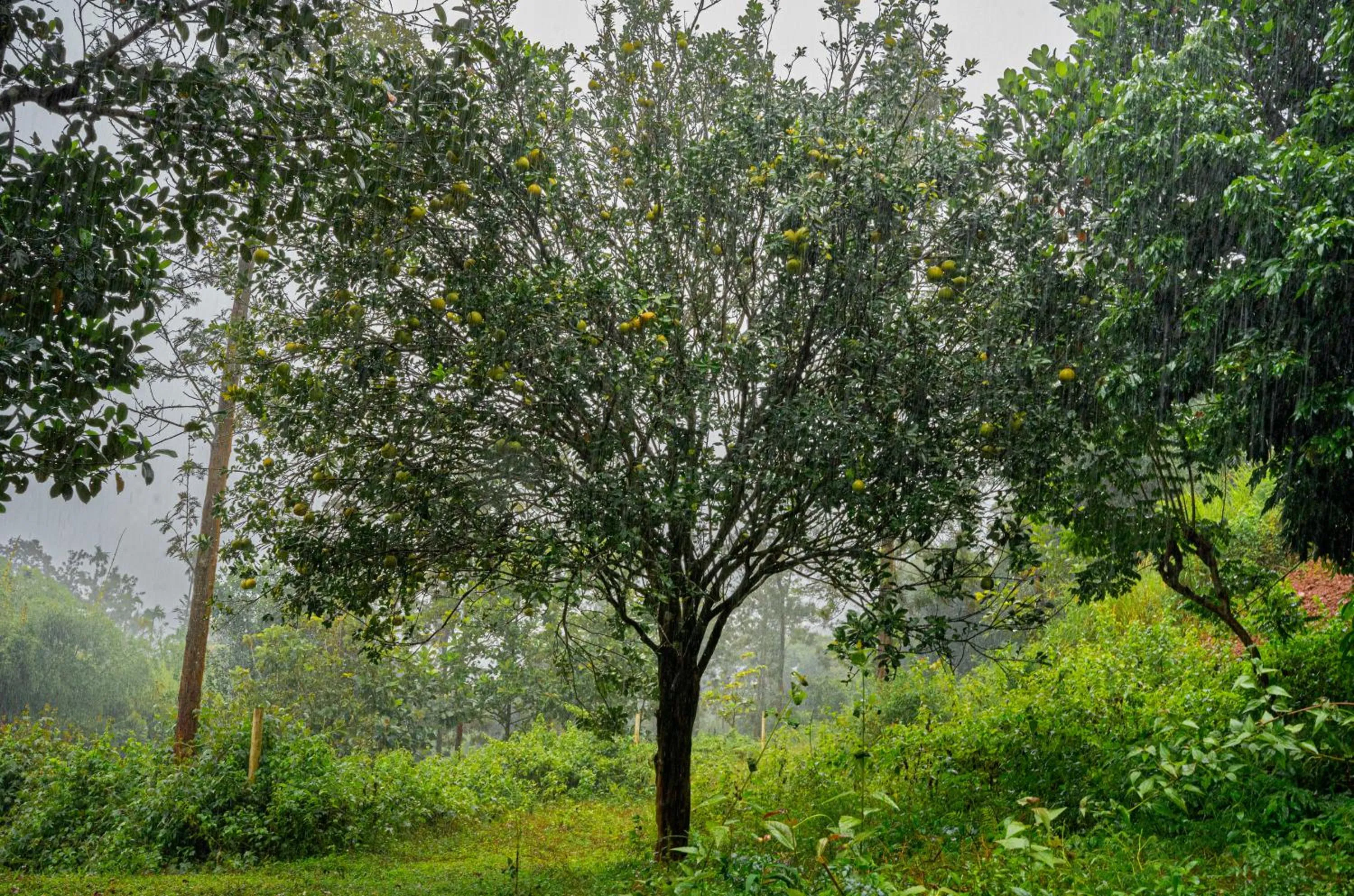 Garden in Misty Heights by The Sanihara