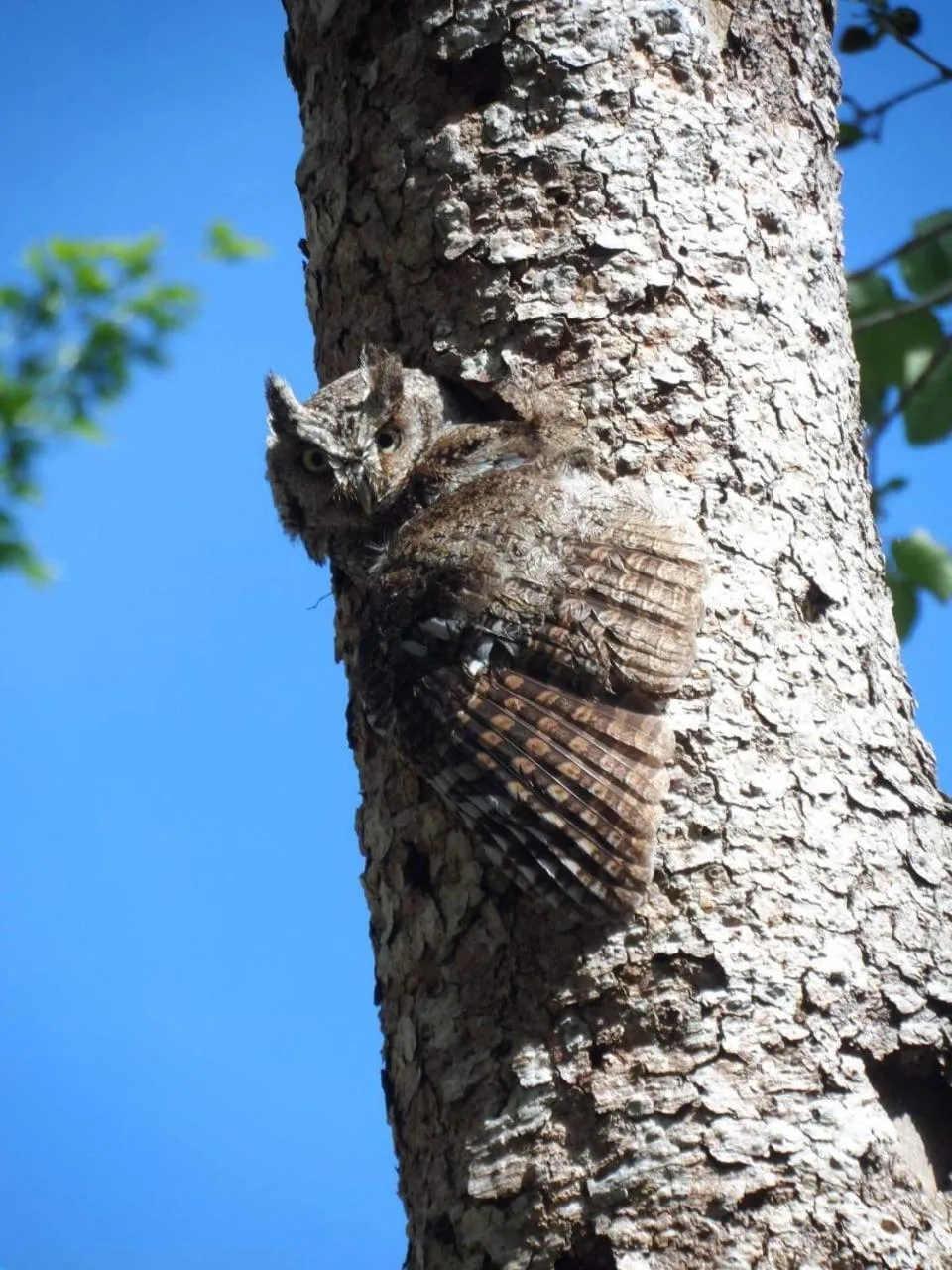 Garden in hotel villas chicanna