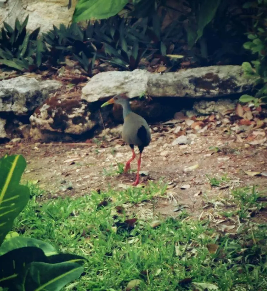 Garden in hotel villas chicanna