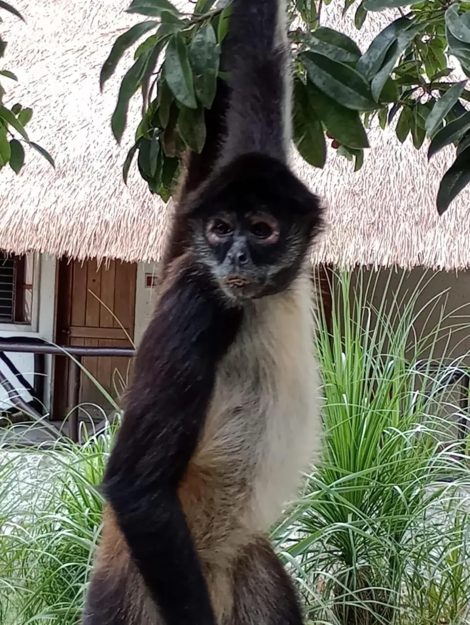 Natural landscape in hotel villas chicanna