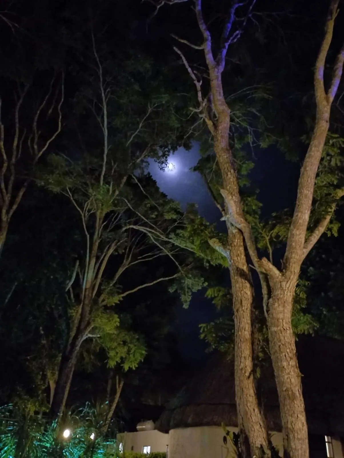 Garden in hotel villas chicanna