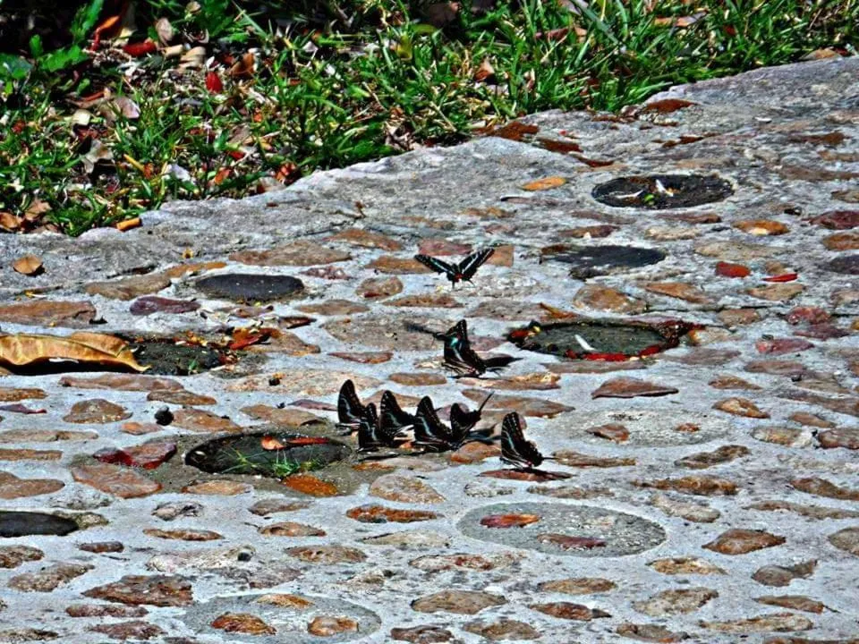 Garden in hotel villas chicanna
