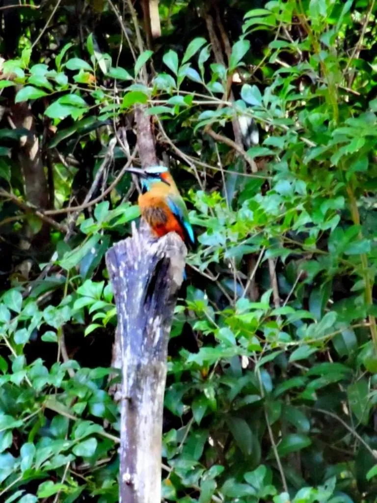 Garden in hotel villas chicanna