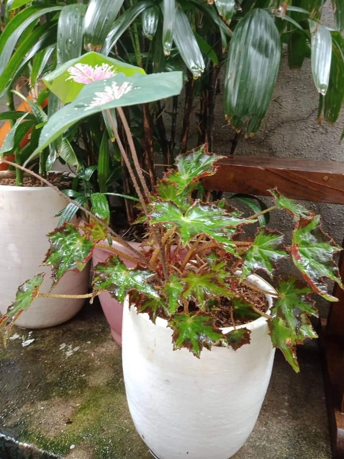 Garden in Burgos Hub Hostel