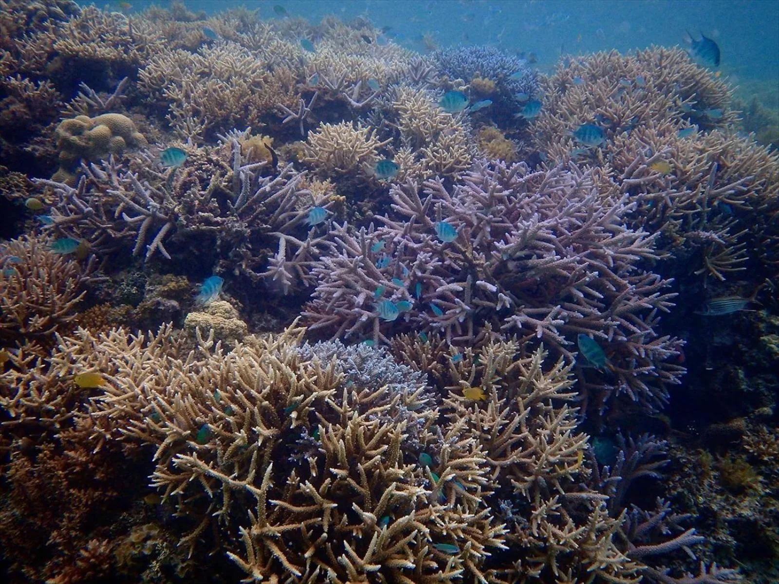 Diving in Cottage Do