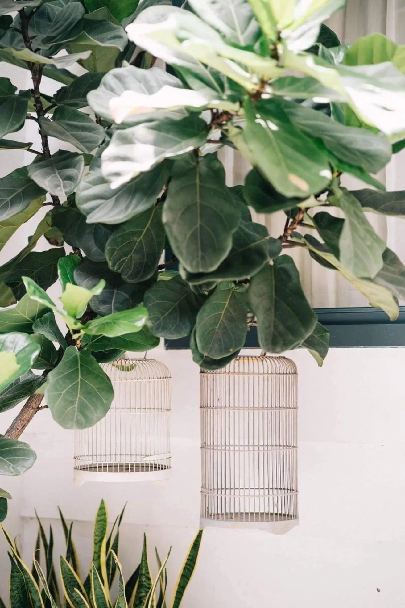 Garden in Lily Hostel