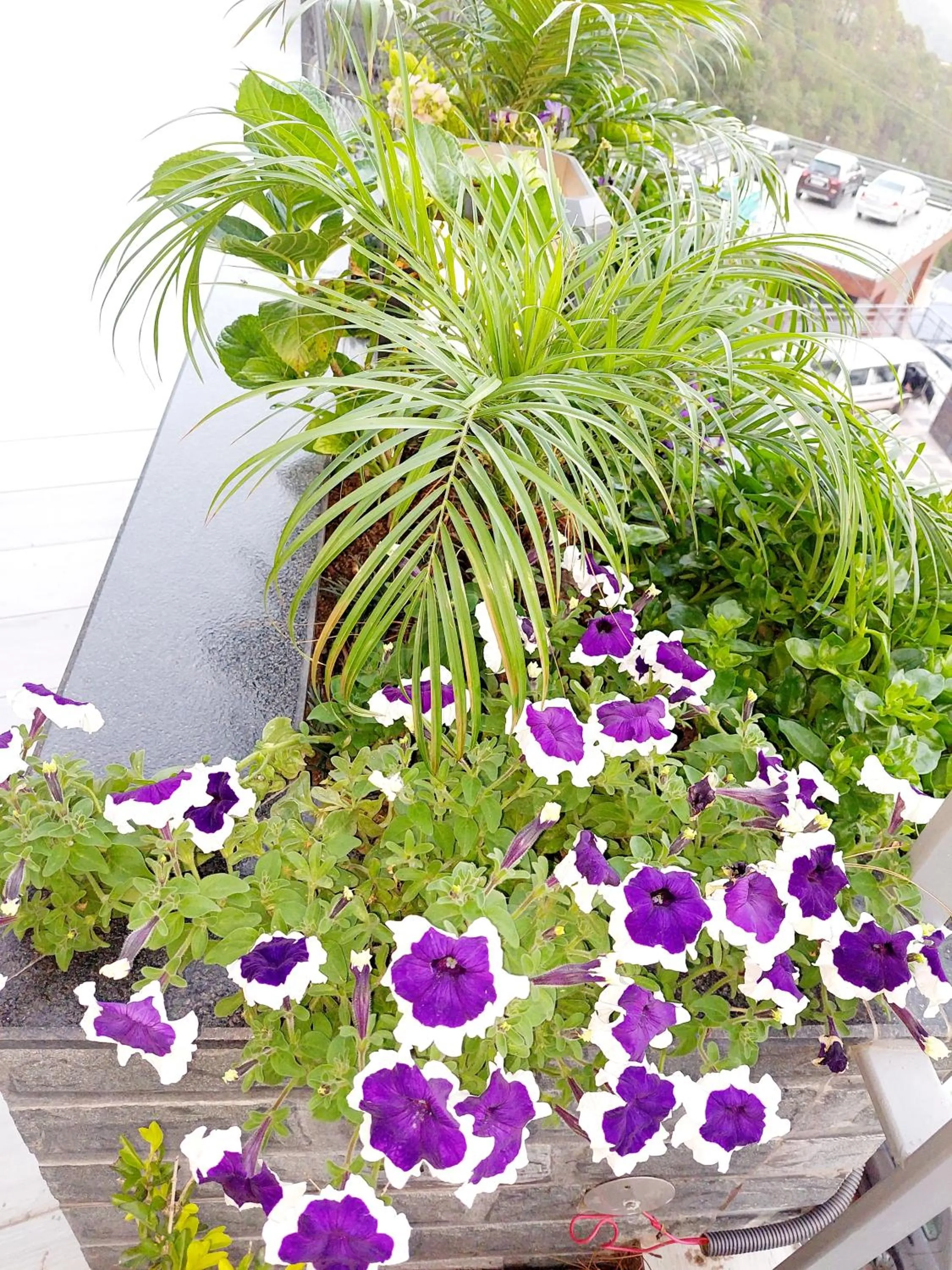 Garden in OREN Kasauli