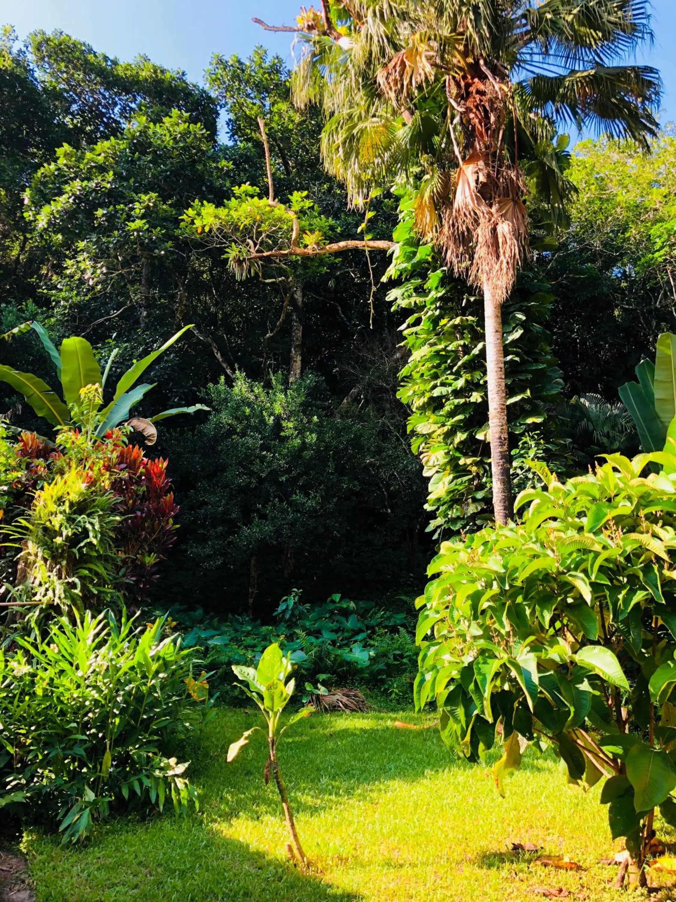 Garden in Praia da Crena