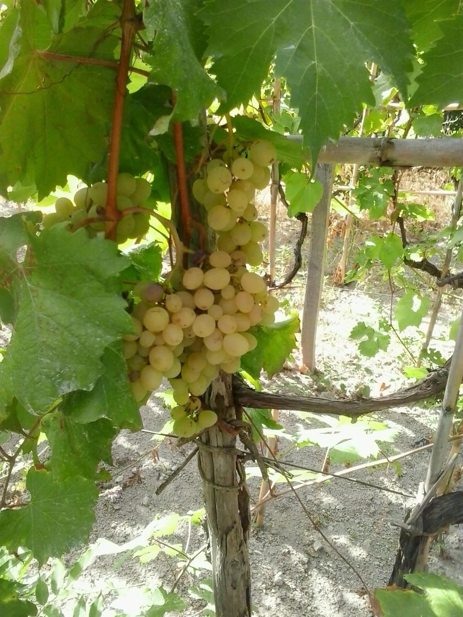Autumn in Villa Olivia Residence Ischia - Monolocali e Bilocali nel Verde con Piscine e Vista Mare