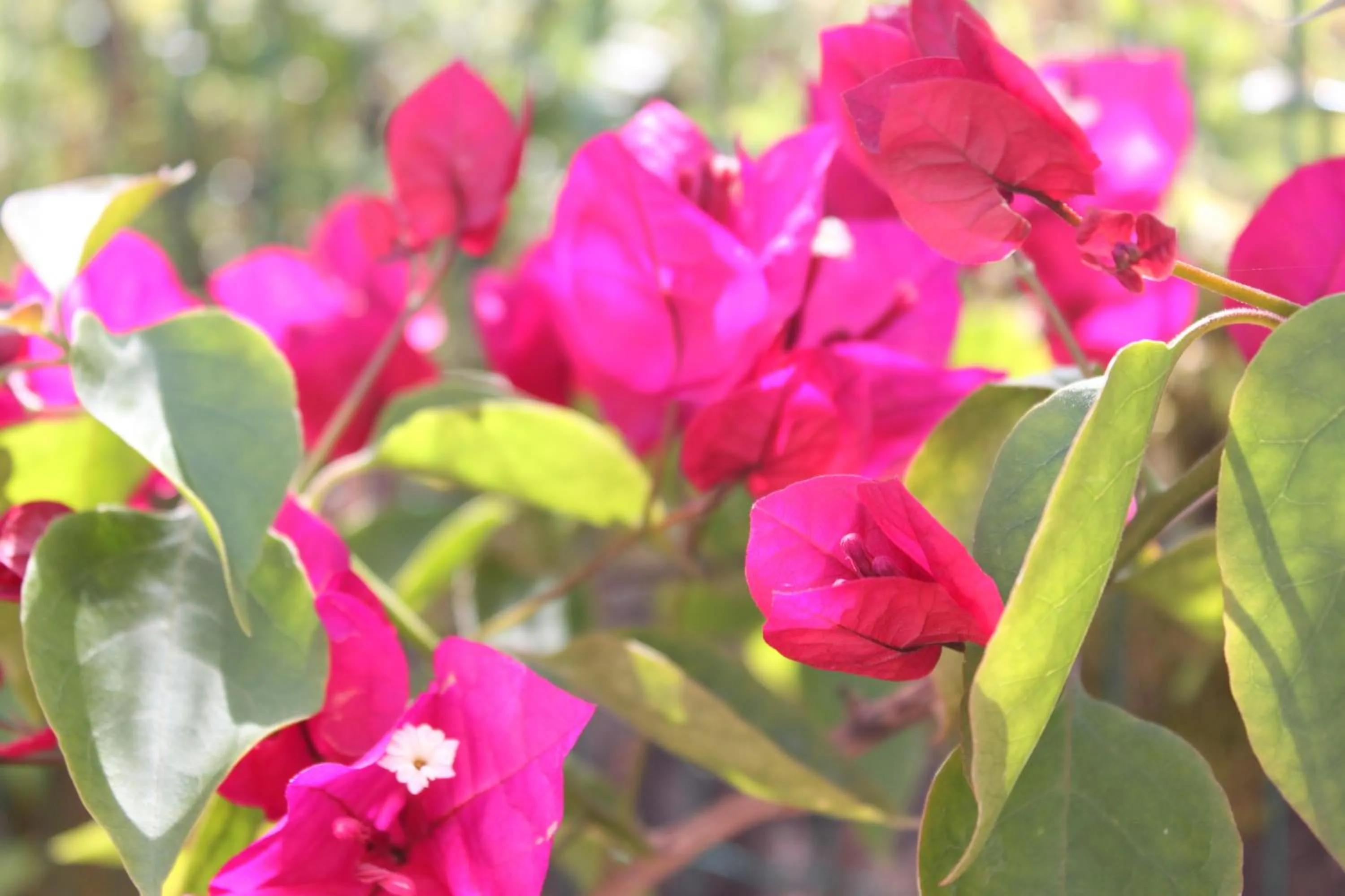 Decorative detail in Casa nas Serras