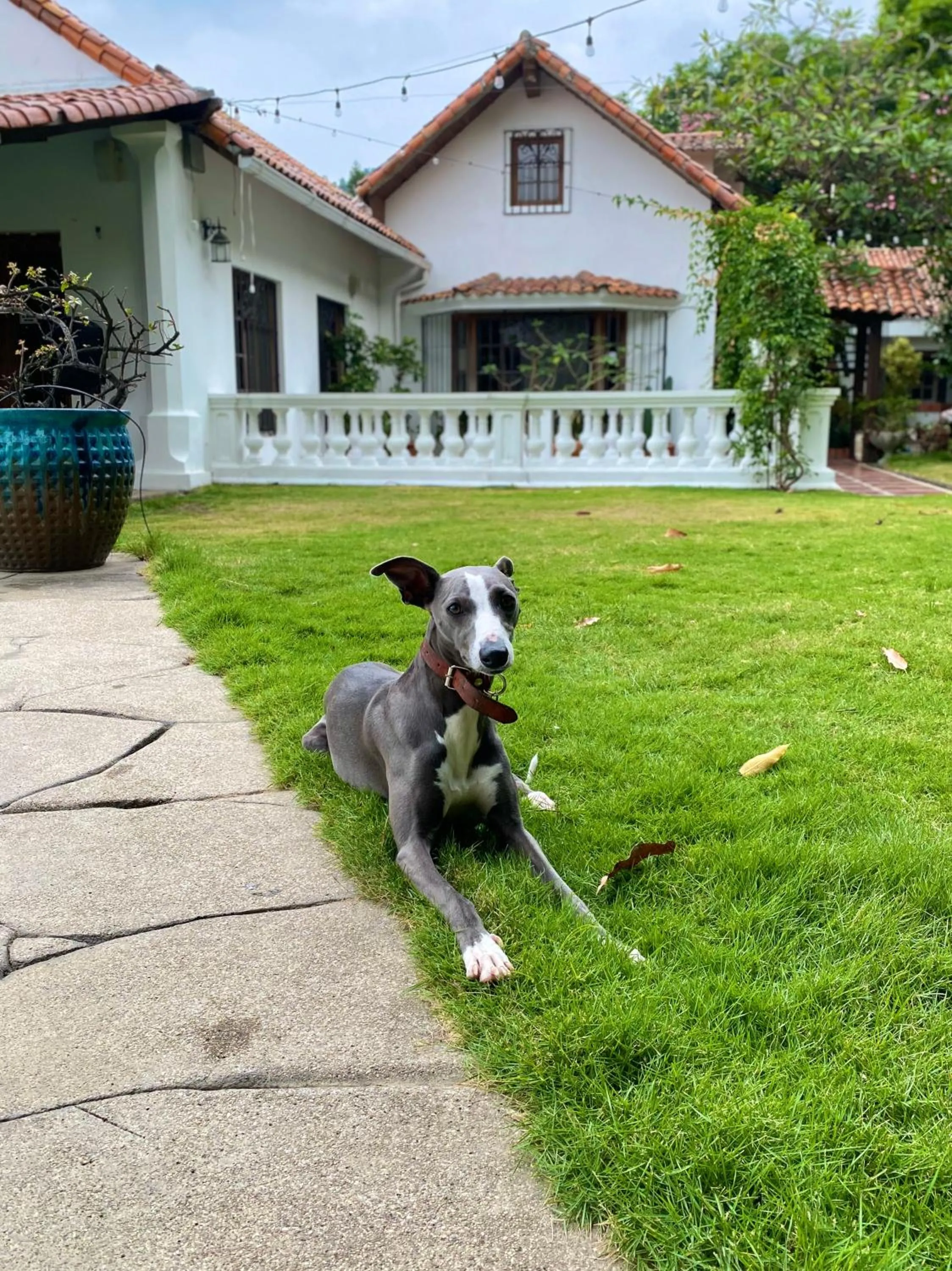 Pets in Iguanazu Bed & Breakfast