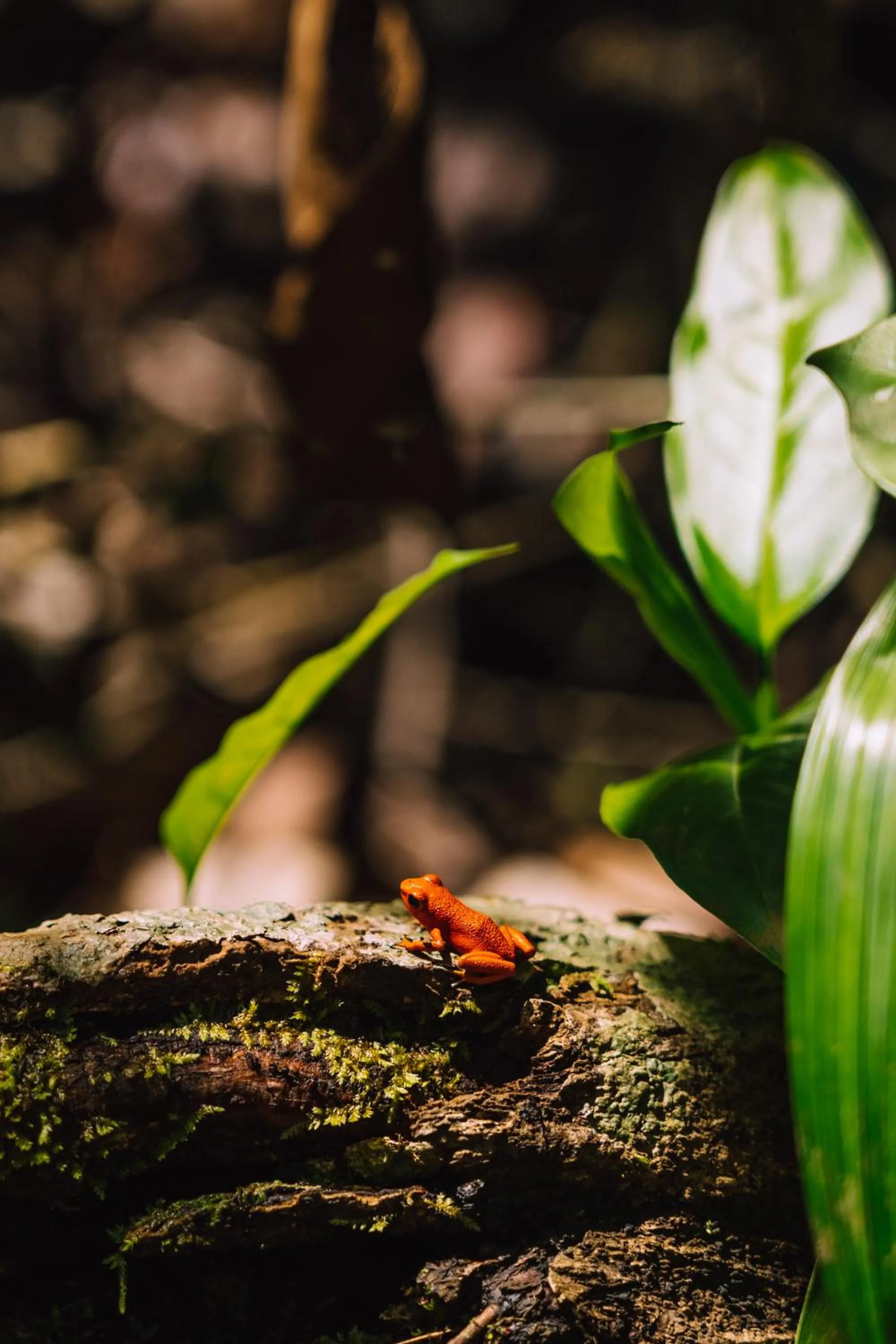 Natural landscape in Bambuda Lodge
