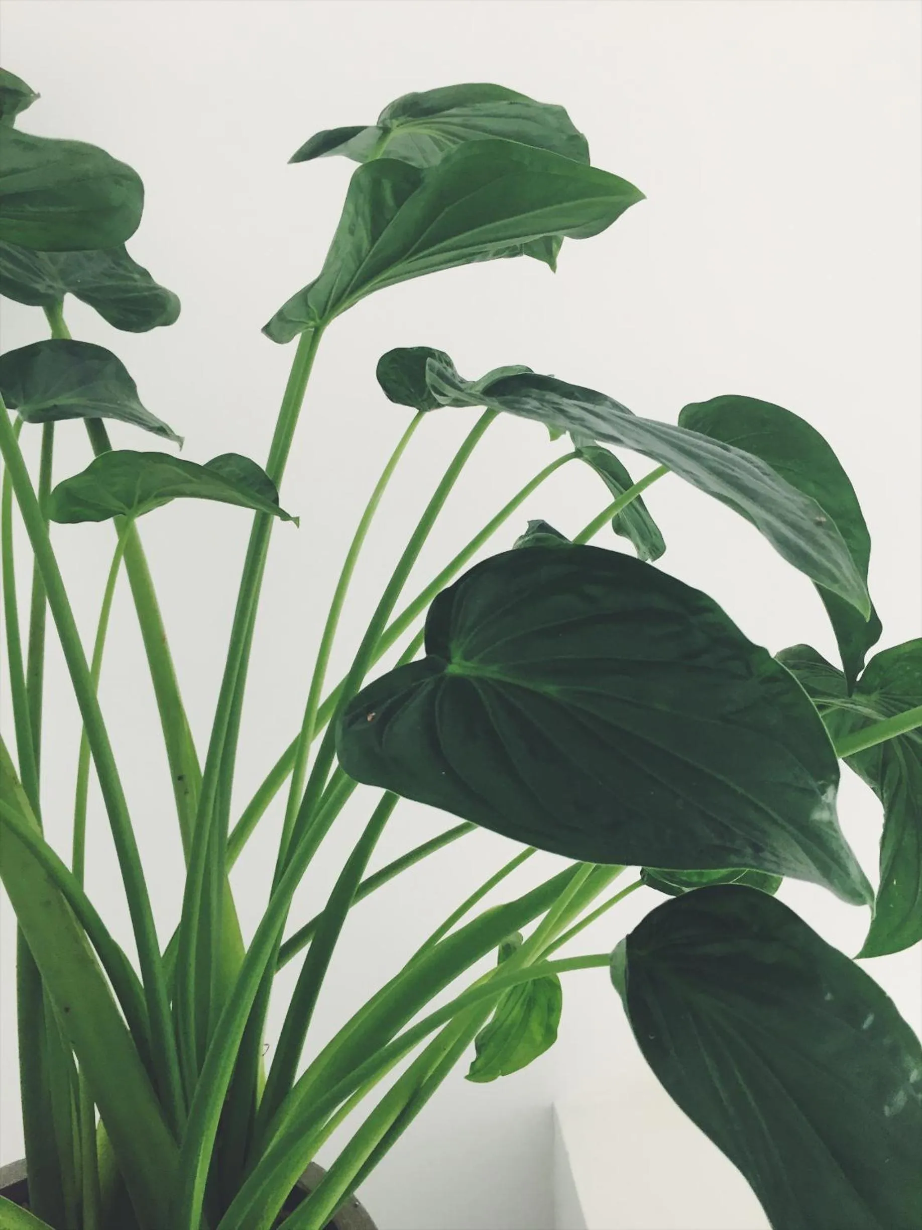 Garden in Arabella on Boossa