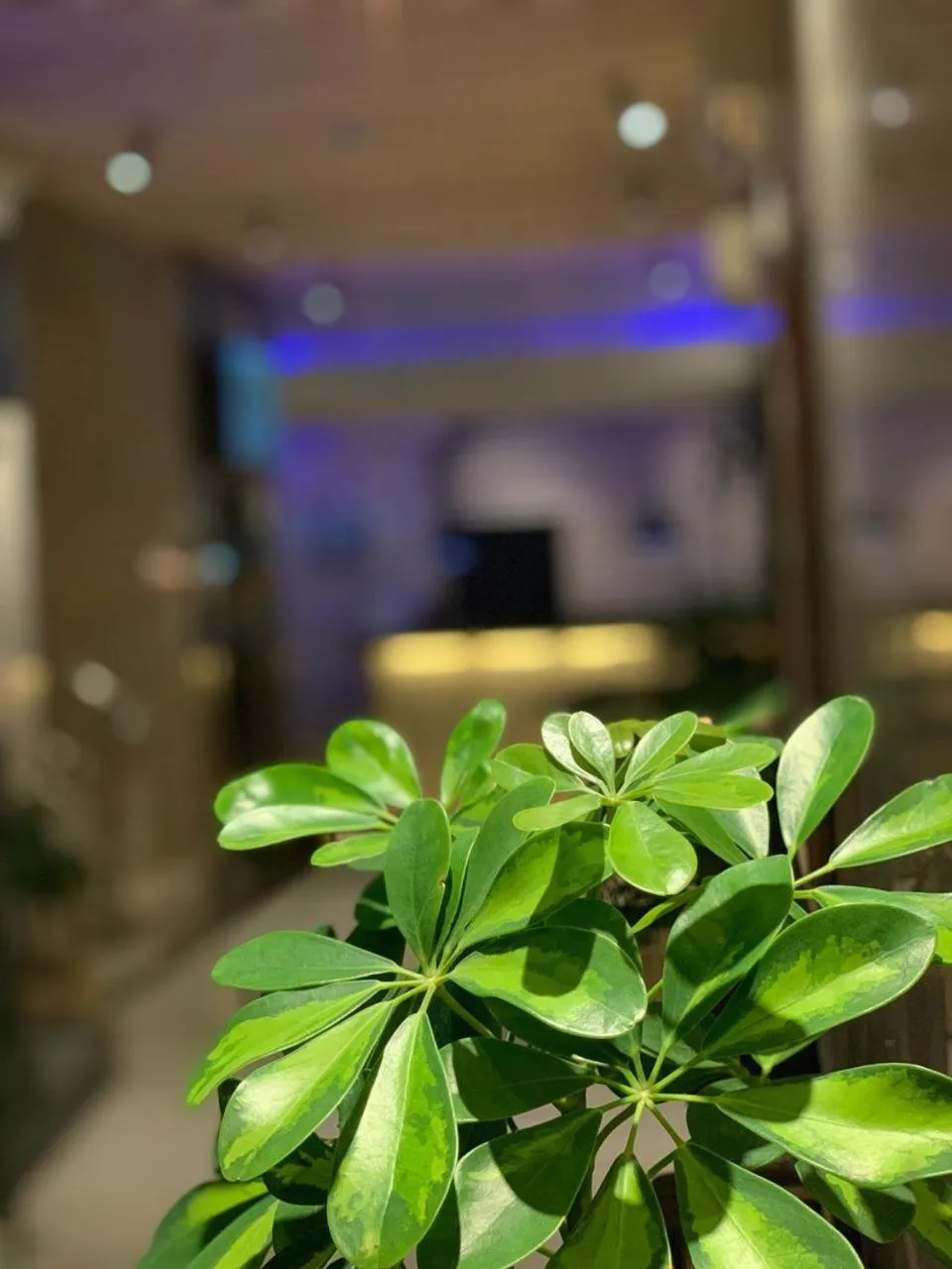 ساس رتل للوحدات السكنية المفروشة