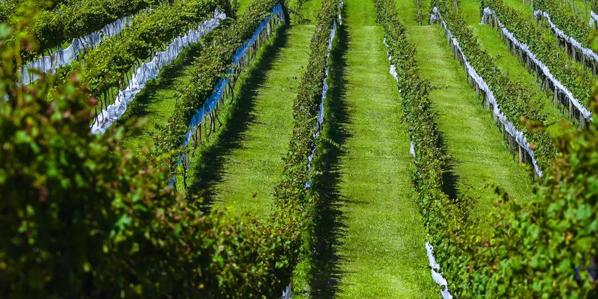 View (from property/room) in Hotel Boutique Vinícola Araucária by Slaviero Hotéis