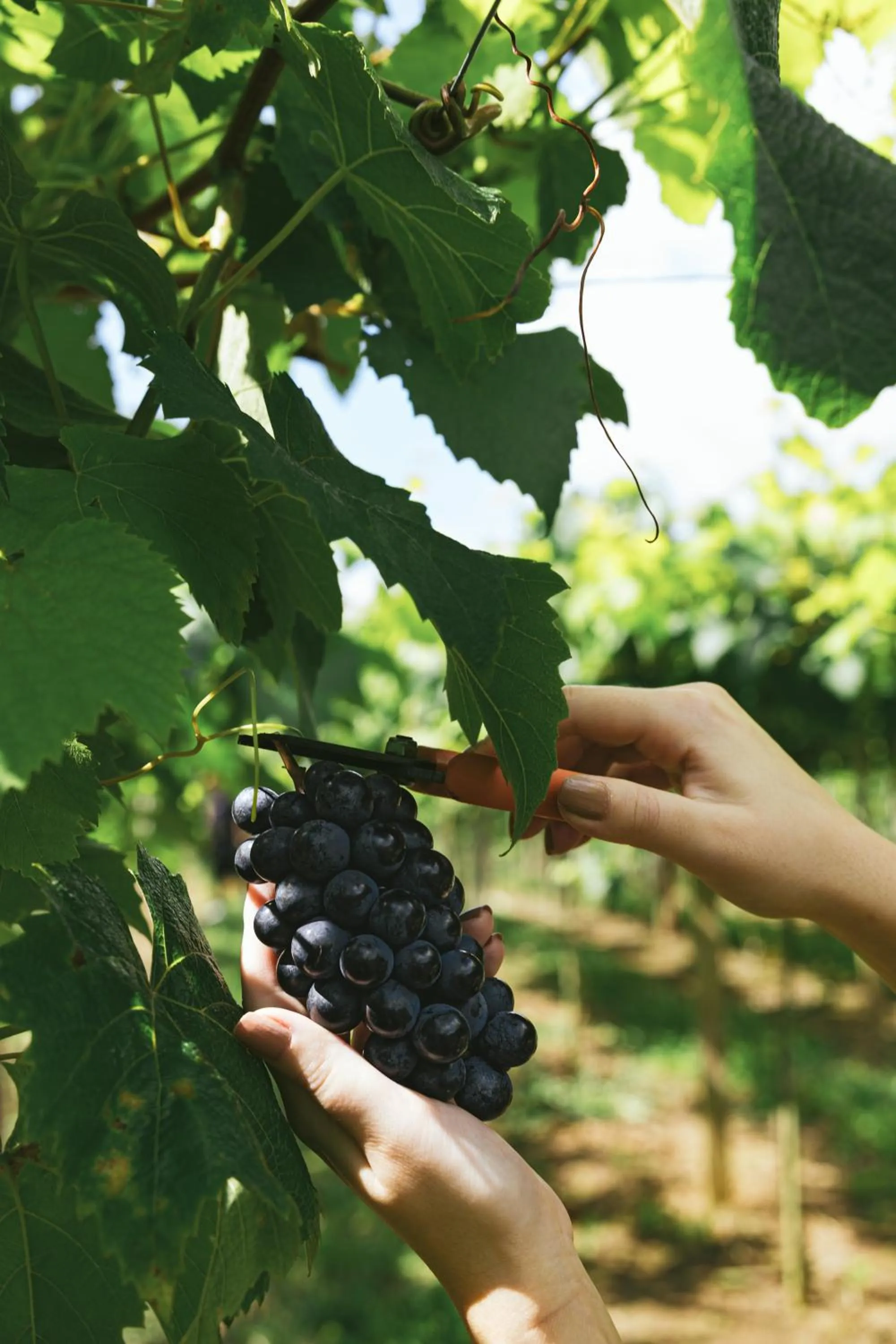 Nearby landmark in Hotel Boutique Vinícola Araucária by Slaviero Hotéis
