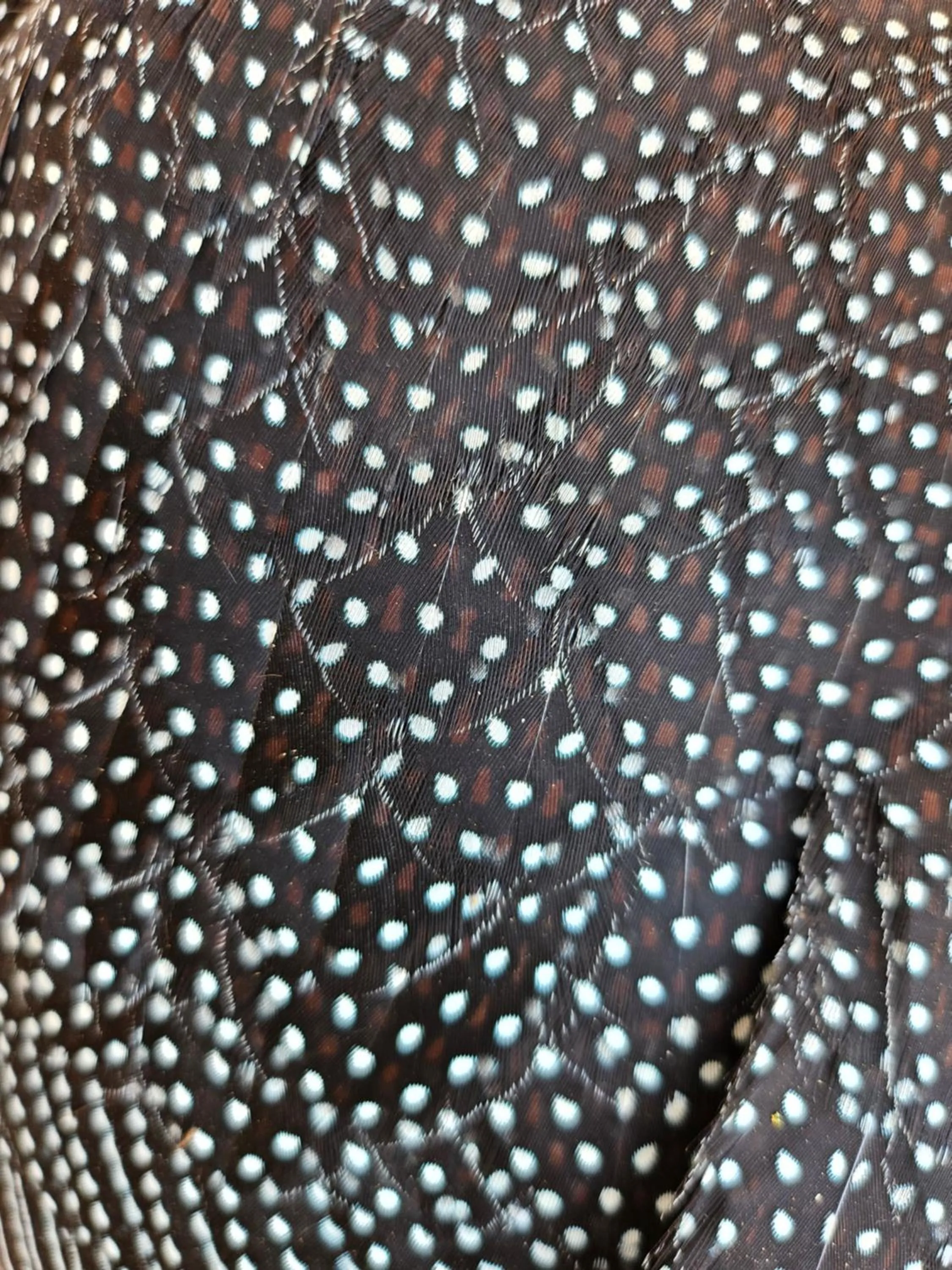 Animals in Thornwood