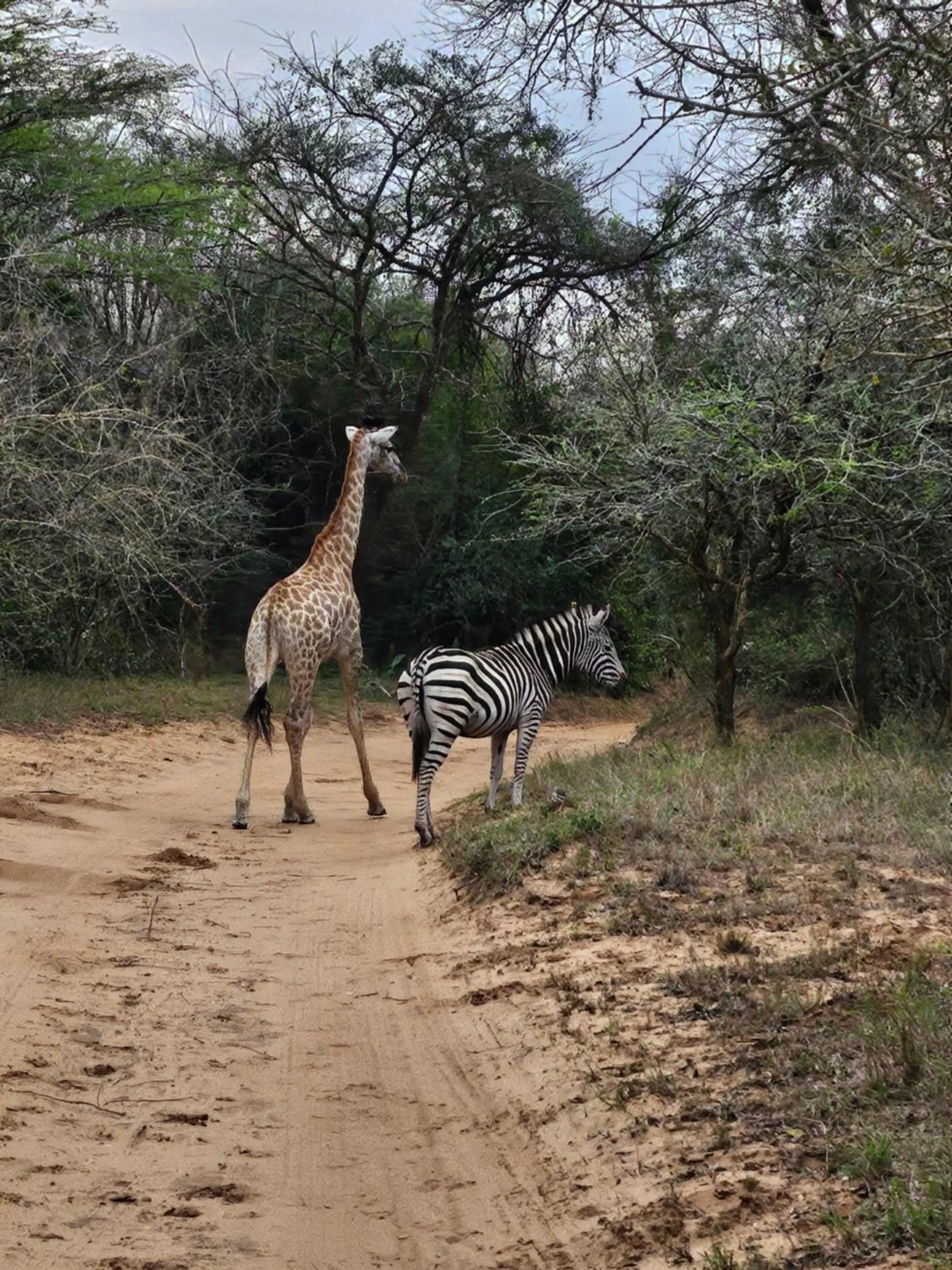 Animals in Thornwood