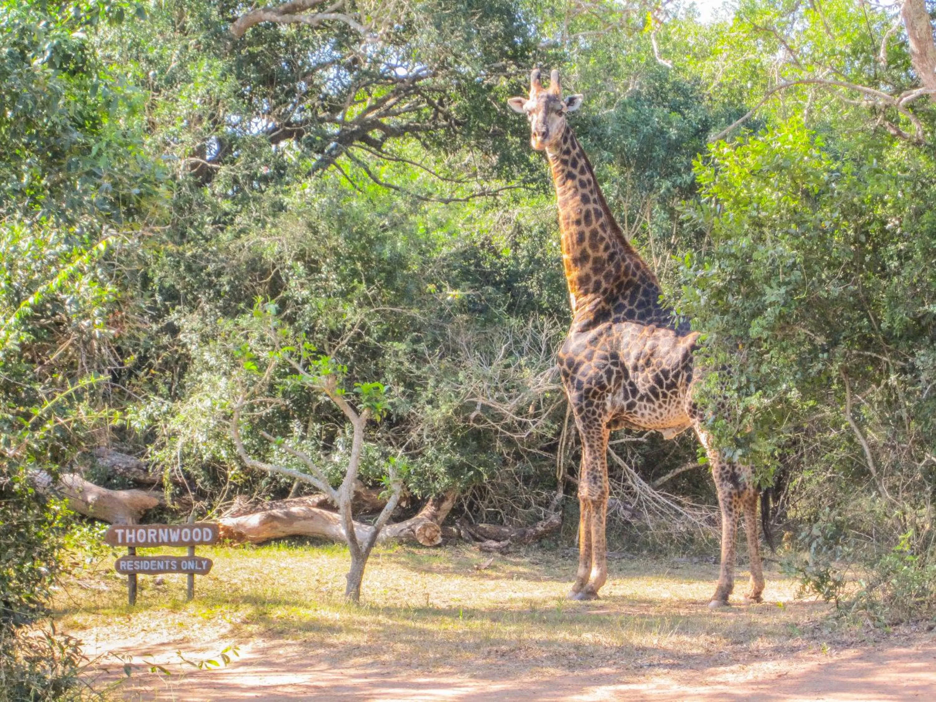 Animals in Thornwood