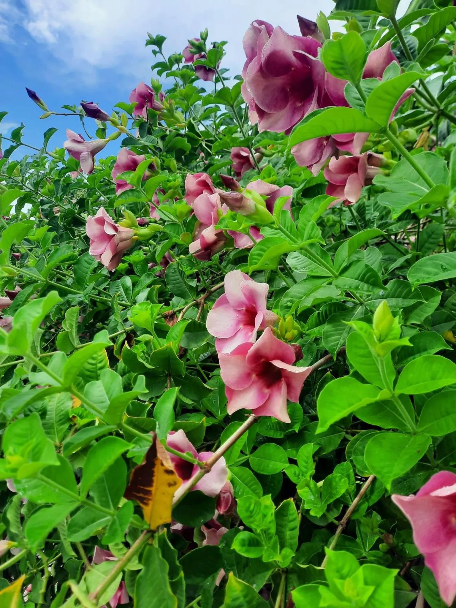 Garden in Guava Grove Resort & Villas