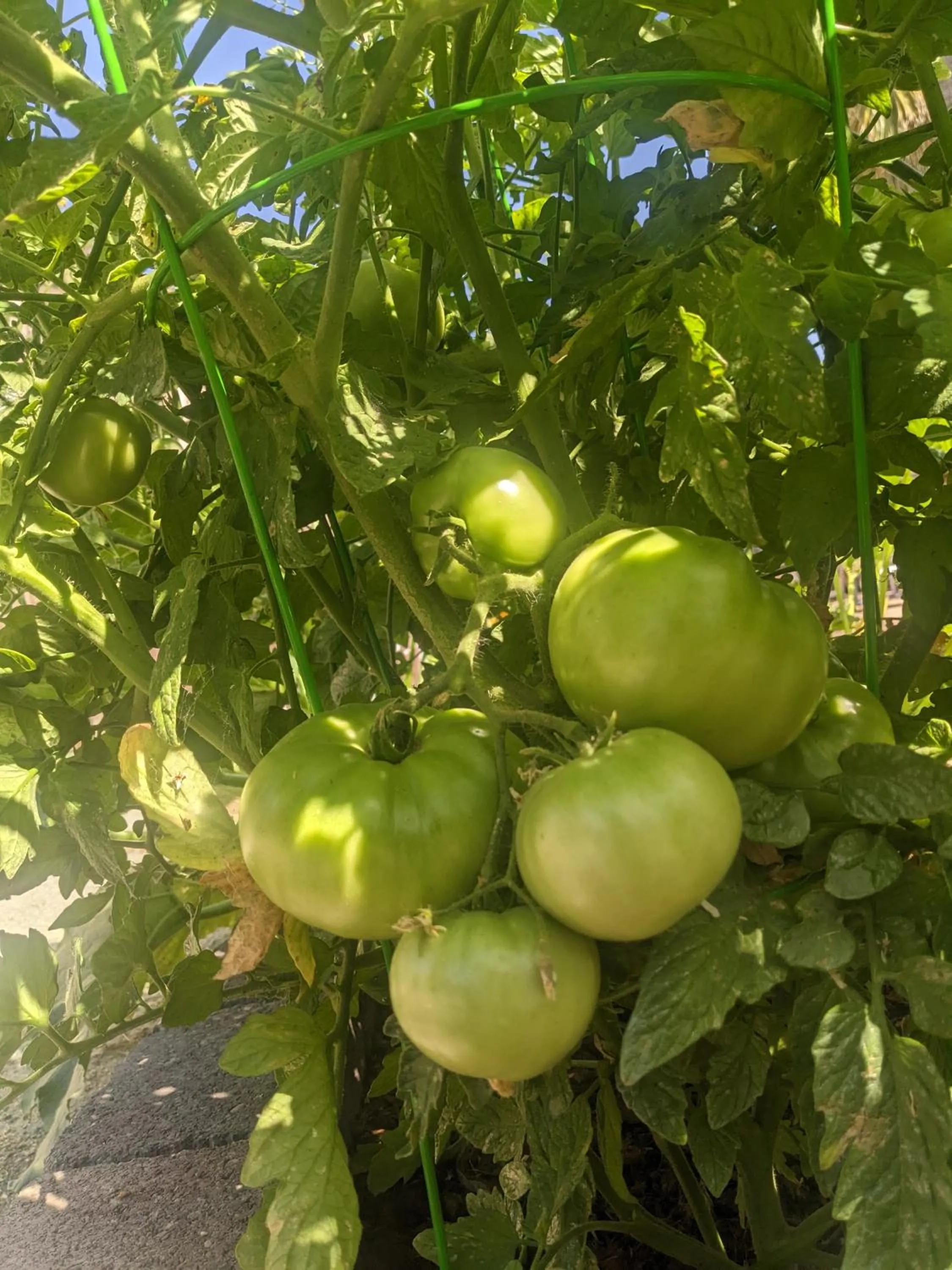 Garden in The Parks Inn