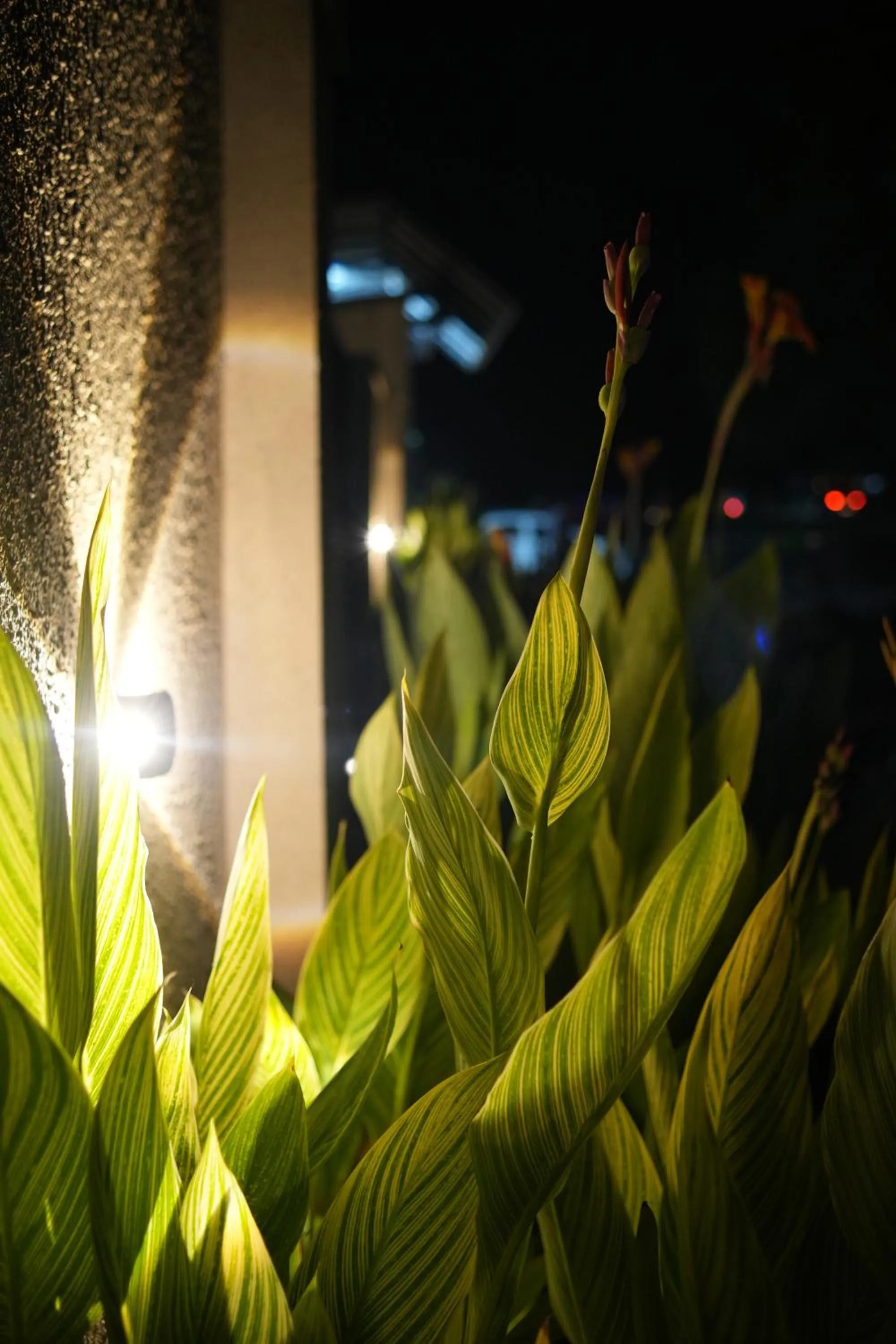 Garden in Villament Zinc Journey By The Fern, Karjat