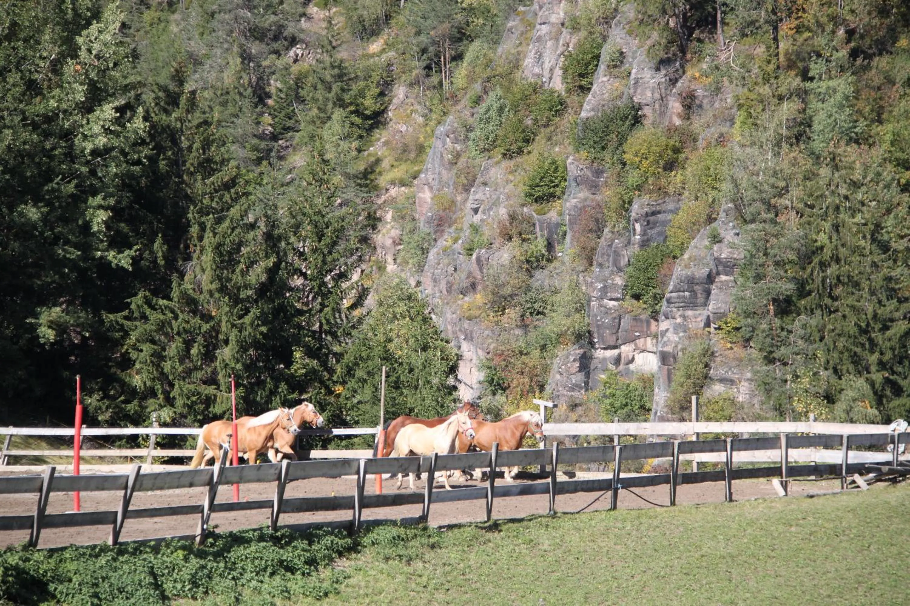 Animals in Alpin Sport
