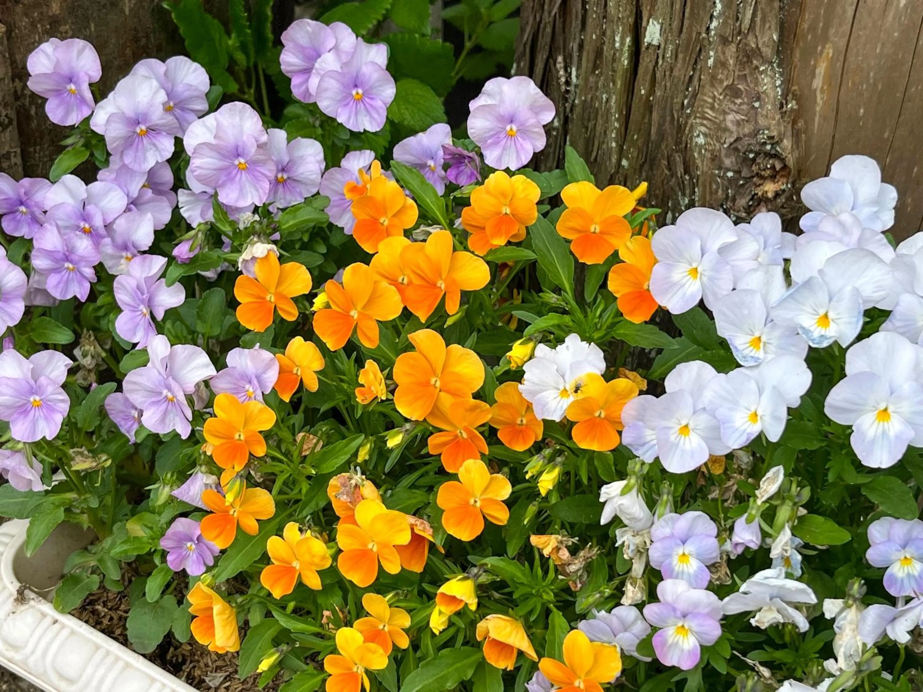 Garden in Farm Inn Seisetsukan